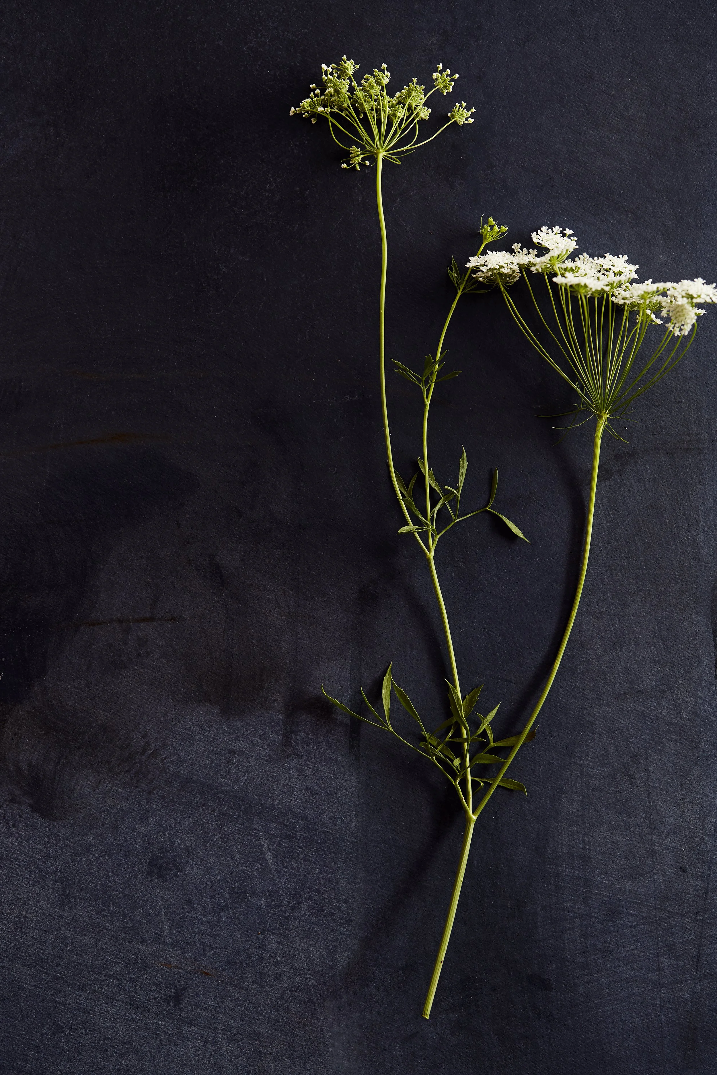 170127_Sweets_in_Studio14718 copy.jpg