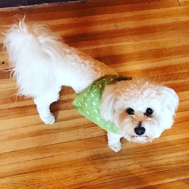 My cape is in the laundry so Im wearing my awesome bandana thanks to Earth Rated Earth Rated @earthrated to rescue today! #neverstopwagging