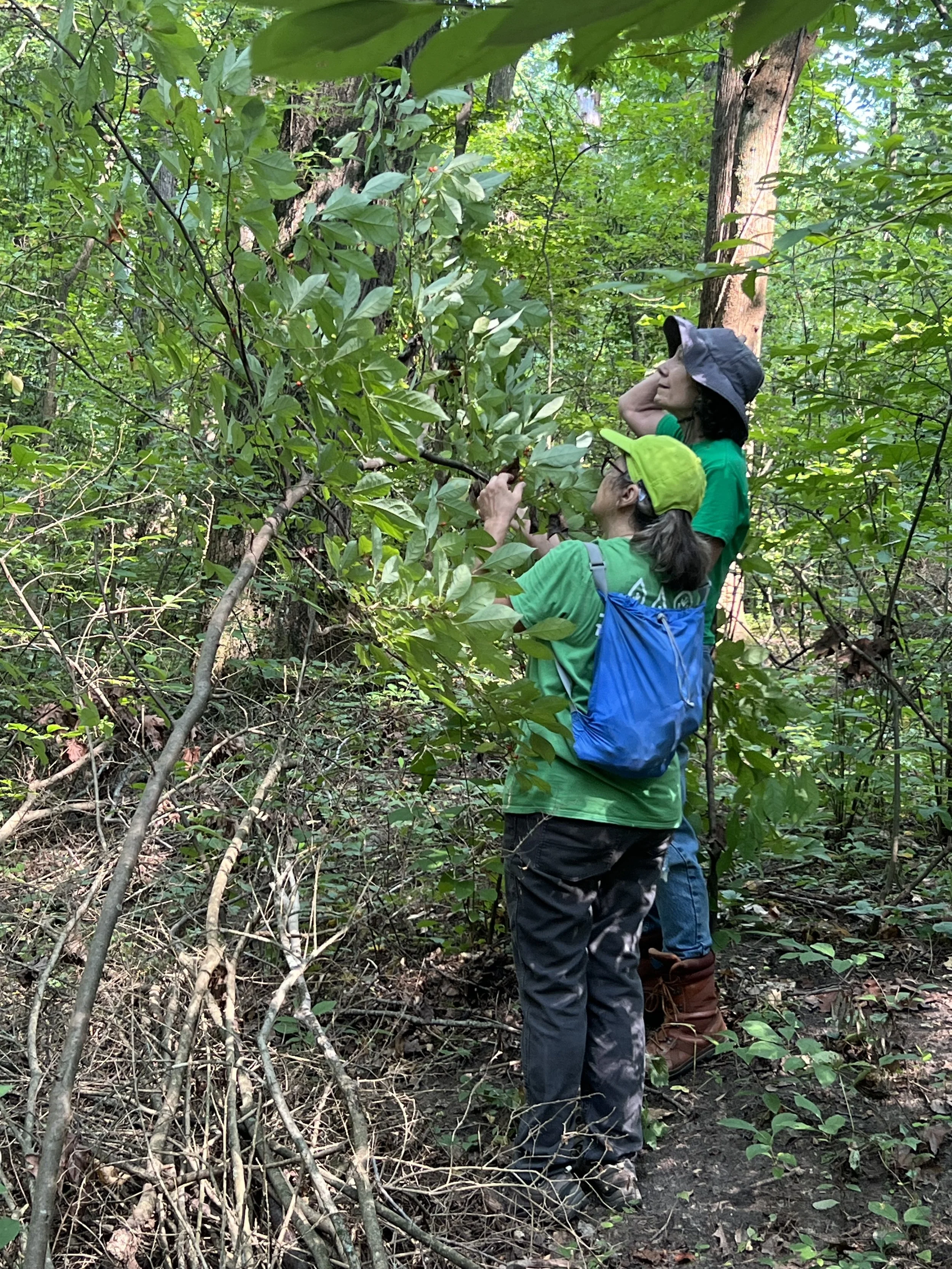 Conserve the 4-0-Forest at Woodall Creek