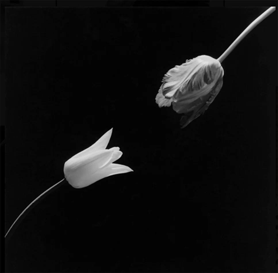 Robert Mapplethorpe Foundation