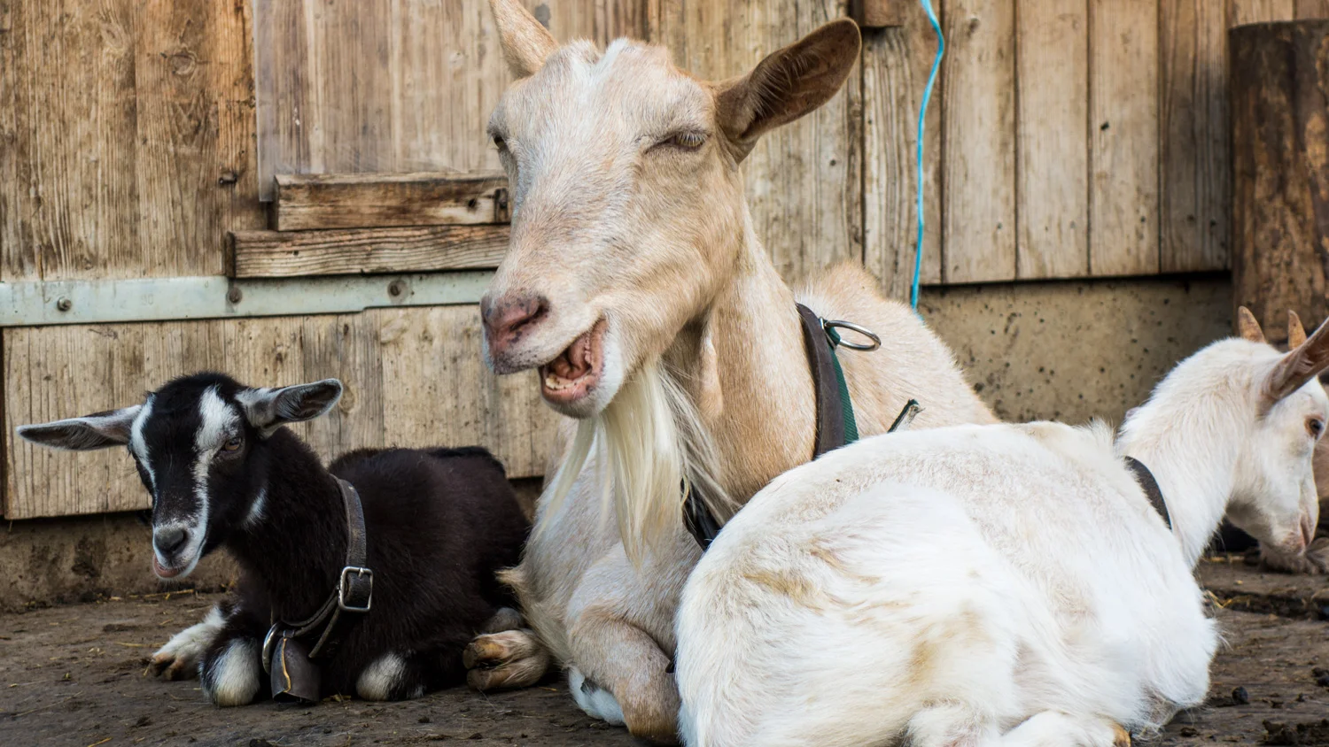 Goats.jpg