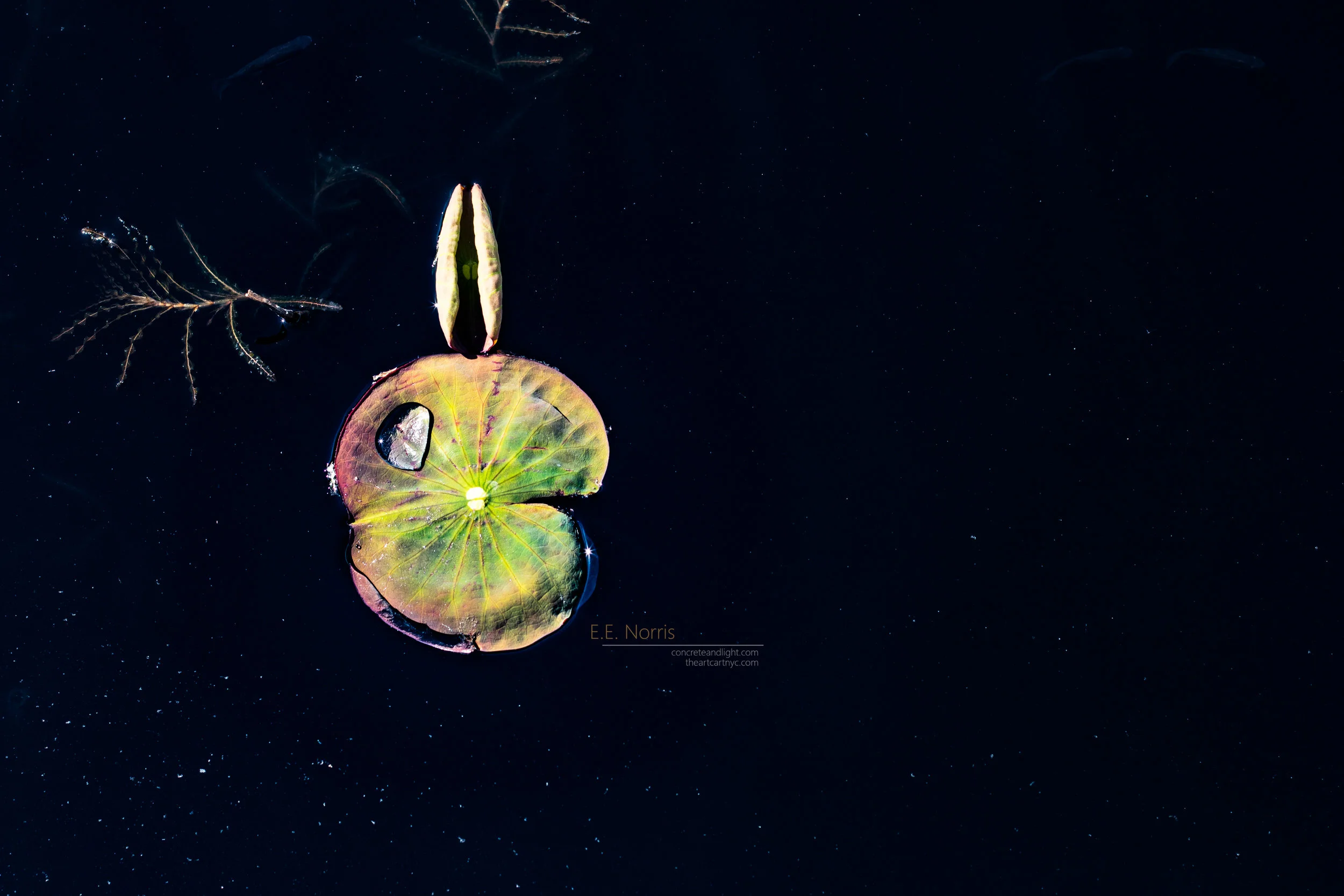 Lepus, or, Lotus Leaf Impersonating a Cosmic Space Rabbit