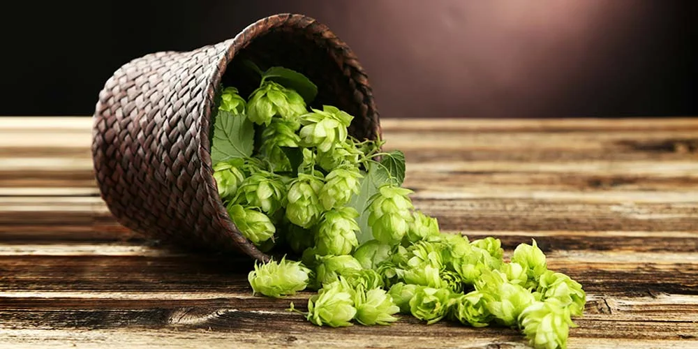 Yummy Nelson Sauvin hops!
