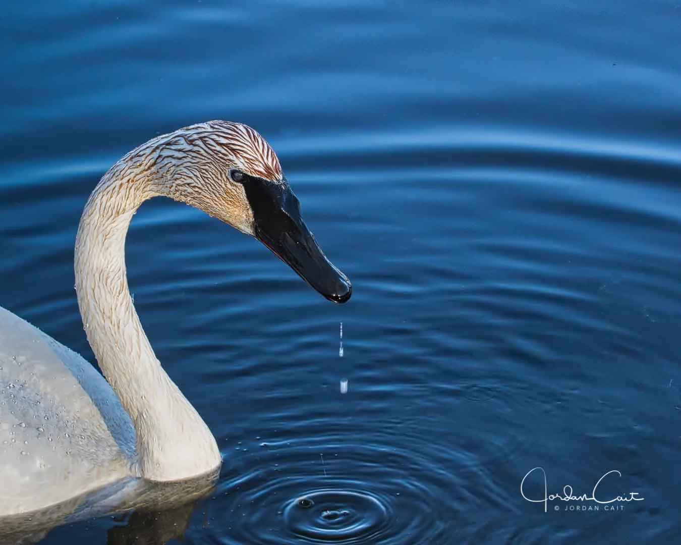 Trumpeter Swan Dibbling