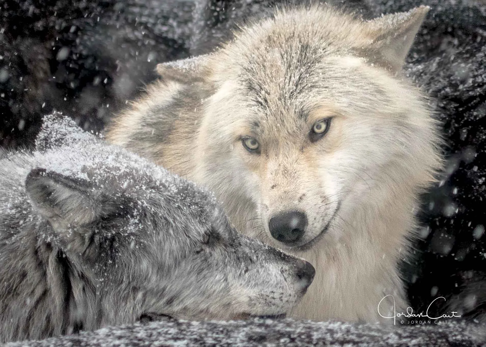 Lobo Love