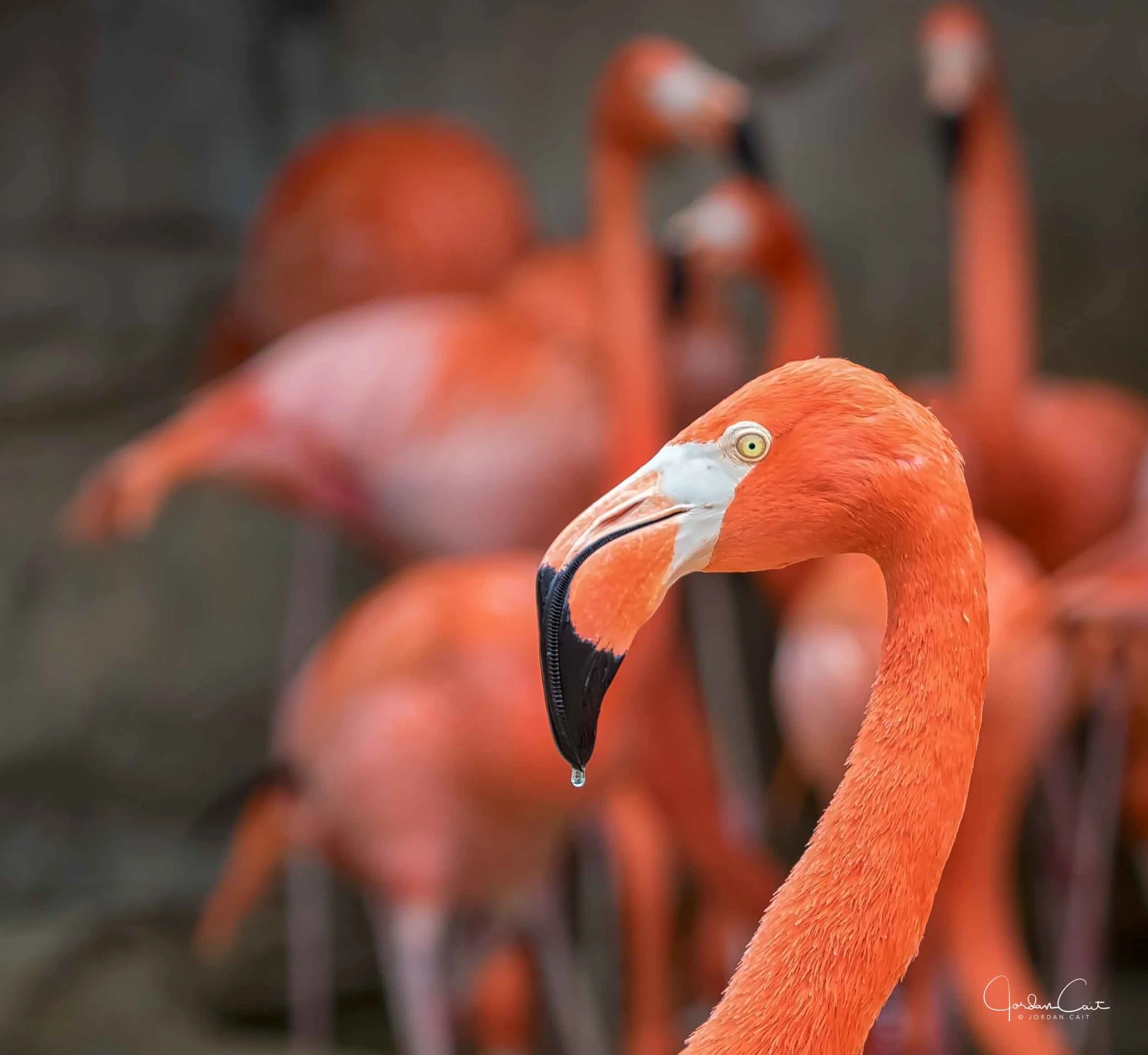 Dripping Pink Flamingo
