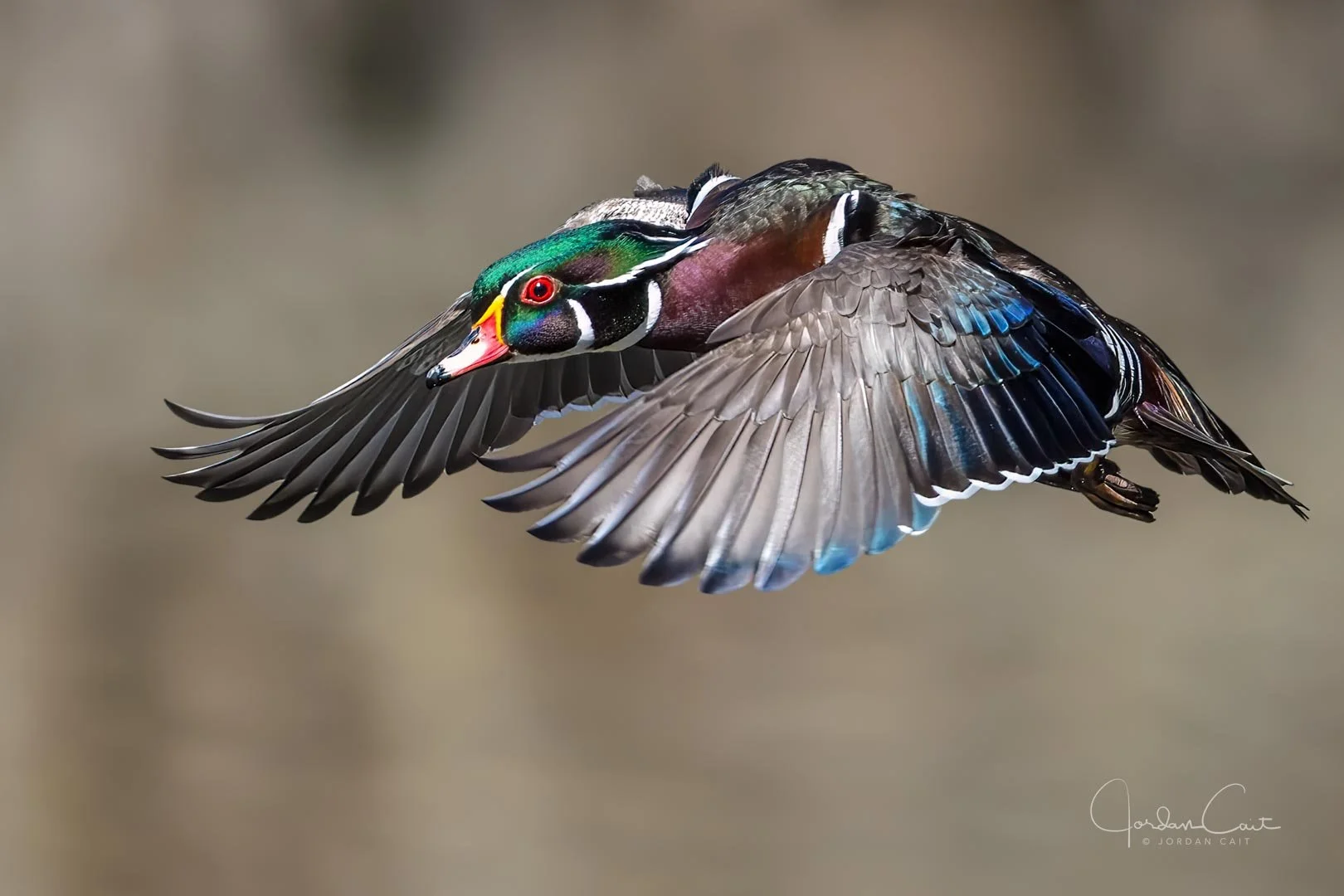 1 JC   6G2A4208-Edit-2.jpg