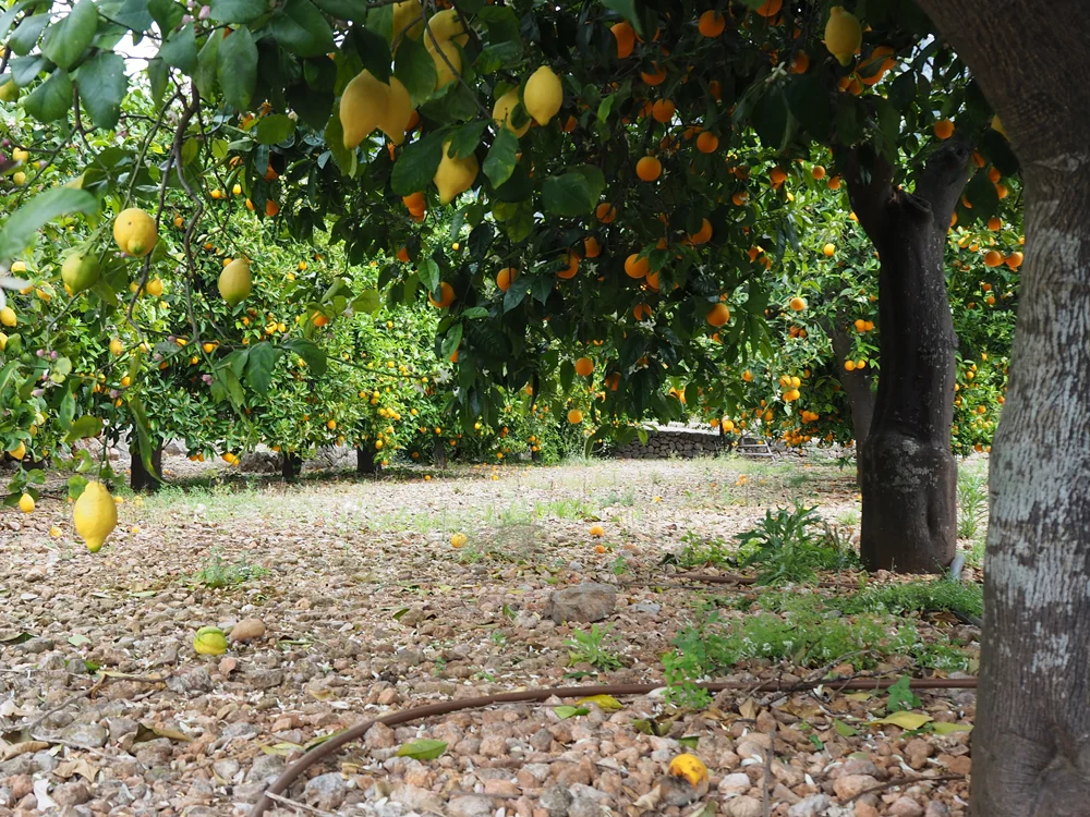 ecovinyassa oranges.jpg