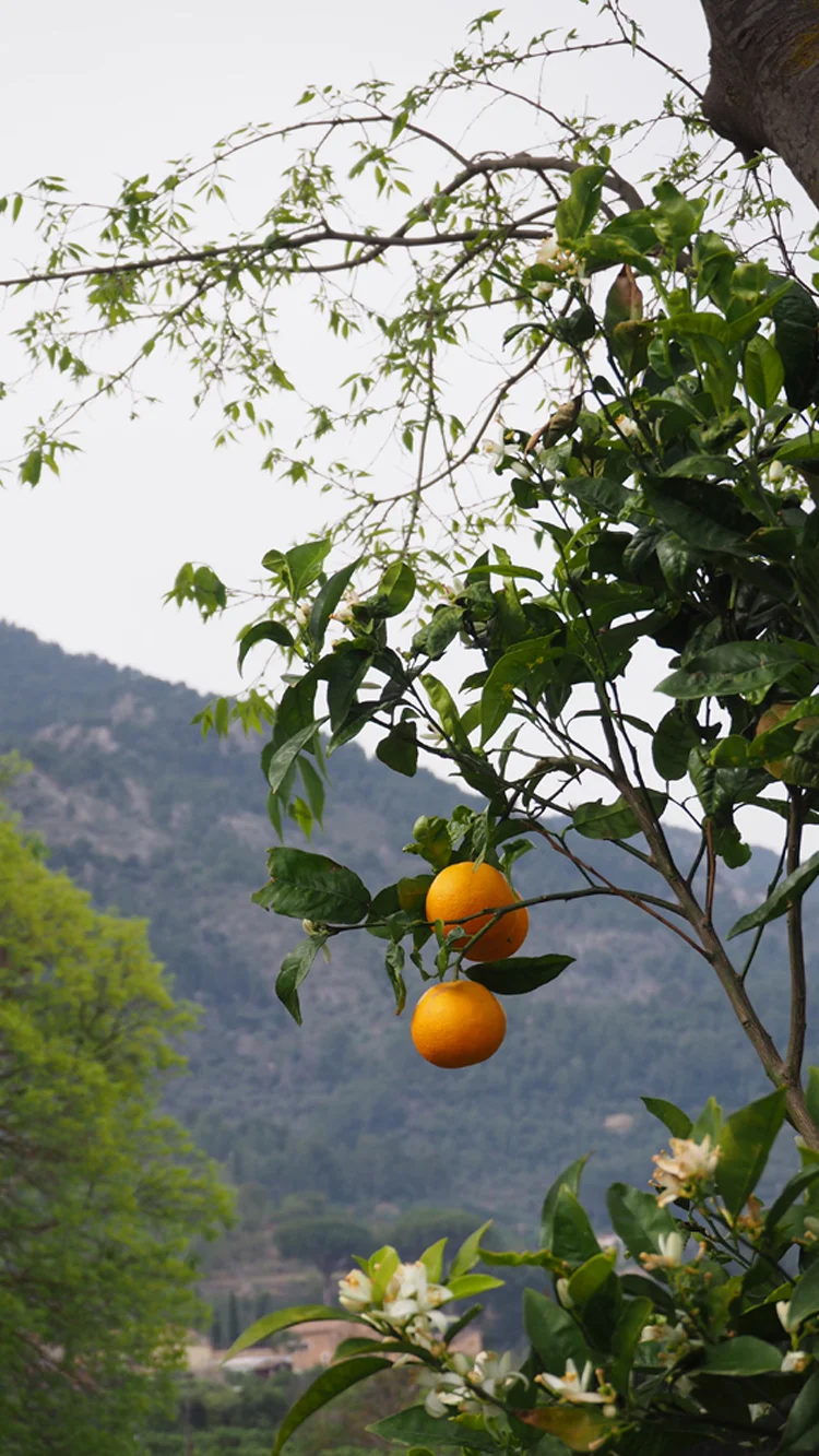 soller crop 1.jpg