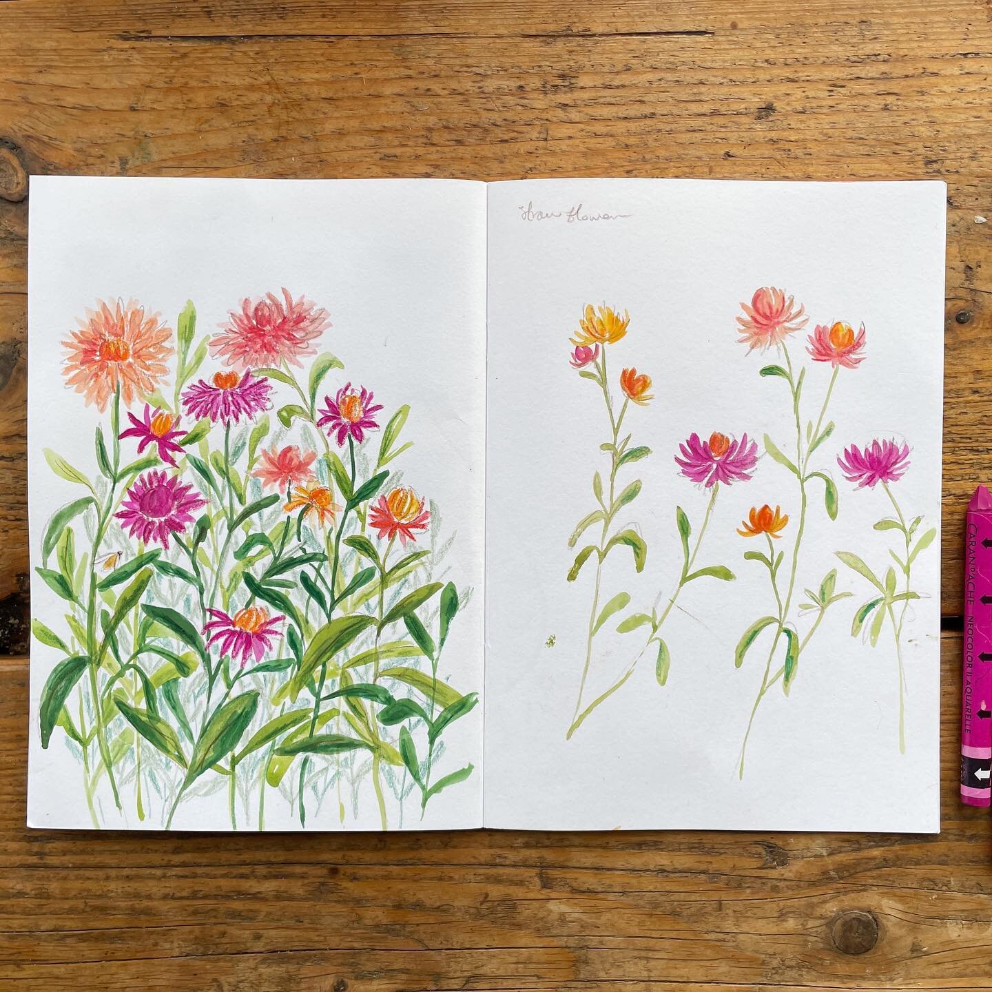 Some work in my sketchbook inspired by a lovely trip to @wolveslaneflowercompany. It was the perfect sunny autumnal day and it was so nice to just stand in the greenhouse and sketch. These are strawflowers, which come in very warm vivid colours and l