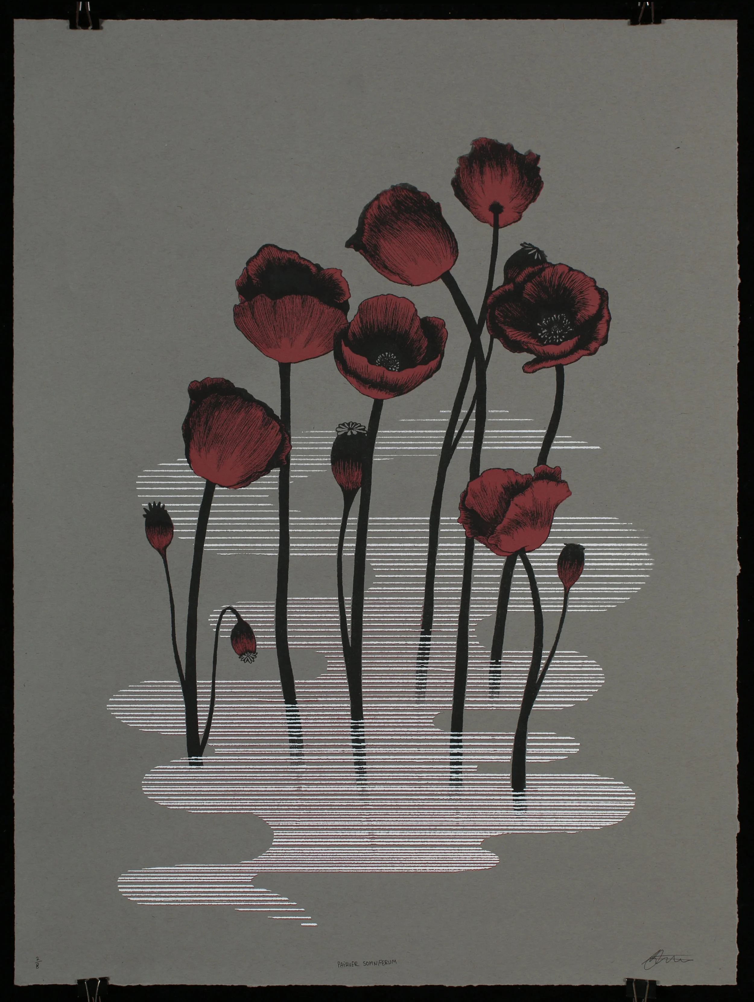 Papaver somniferum