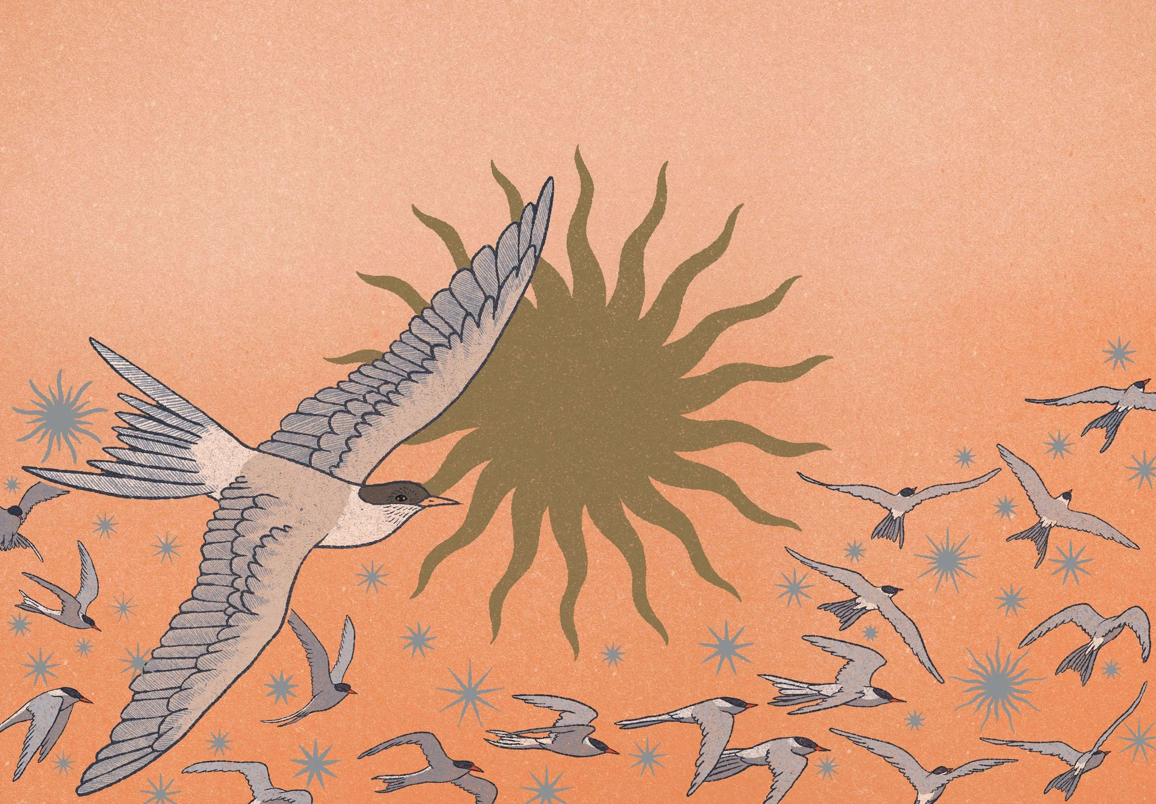 Arctic Terns - The Hidden Wisdom of Animals, 2025.
Wide Eyed Editions.