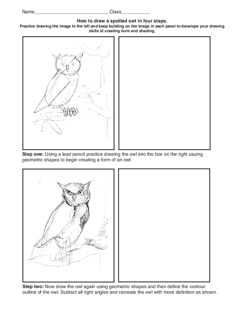Drawing a Spotted Owl in 4 Steps