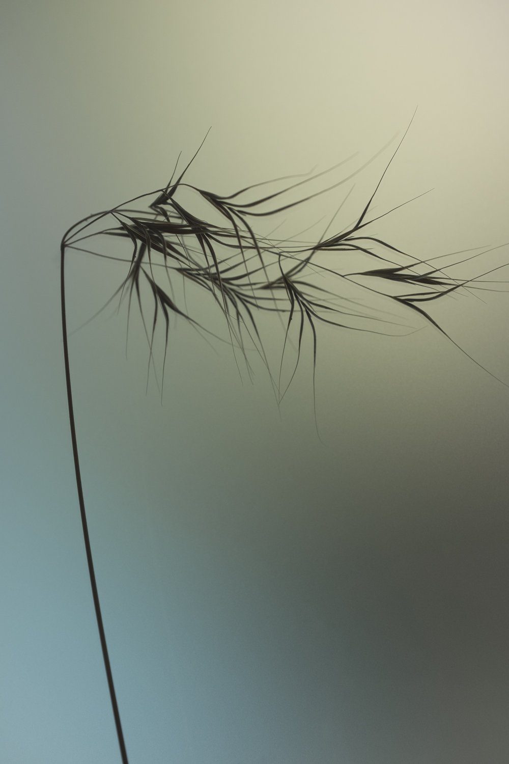 Cyprus Grass 05.jpg