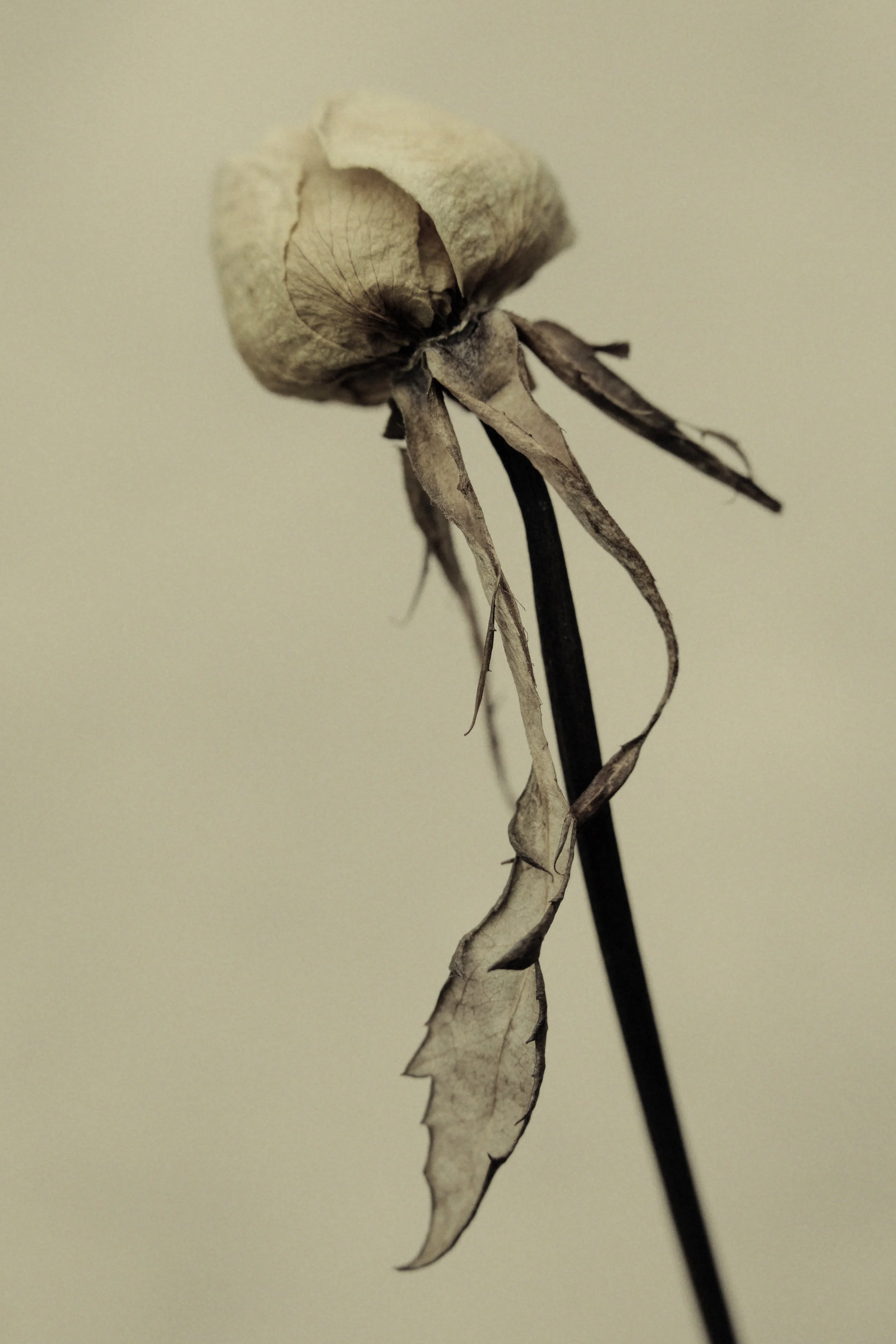 Lily Rose 1000dpi.jpg