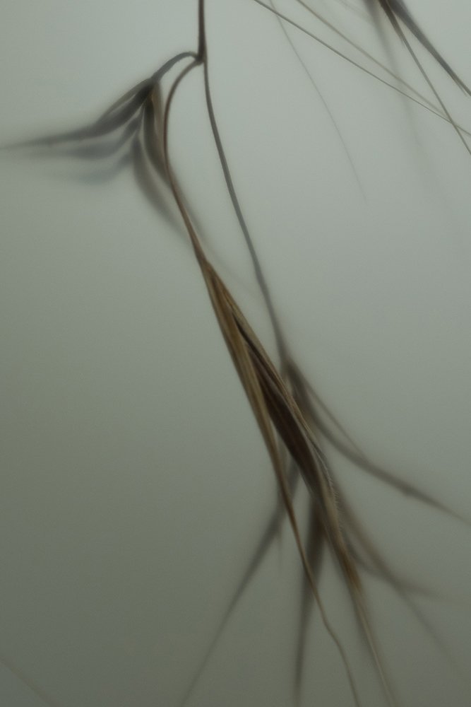 Cyprus Grass 07 crop.jpg