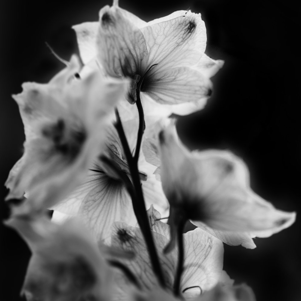 Delphinium 02.jpg
