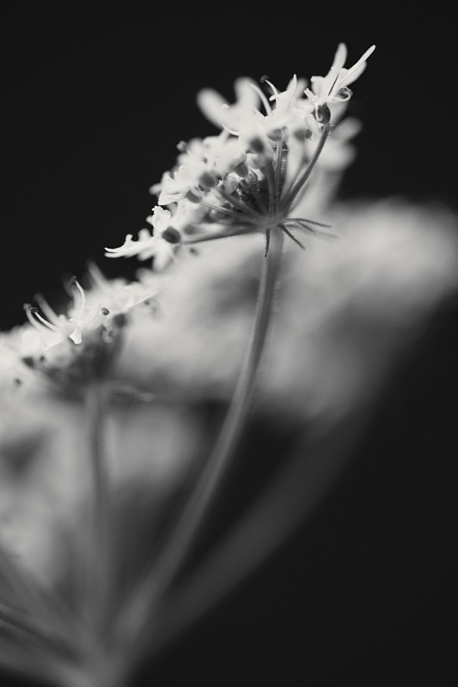 Cow Parsnip, Eltrot 01.jpg