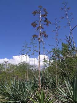 Dry Forest