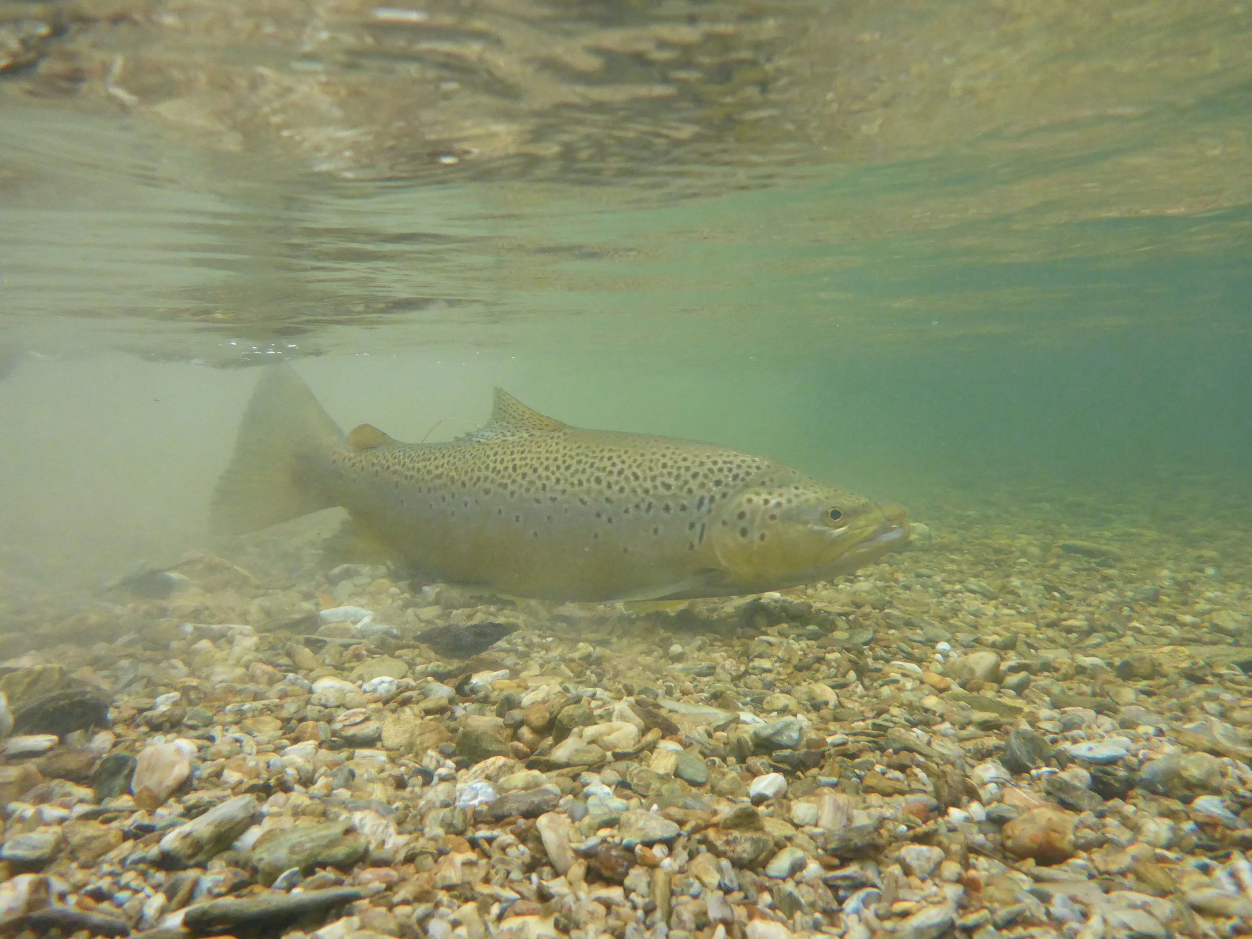 Brown Trout..