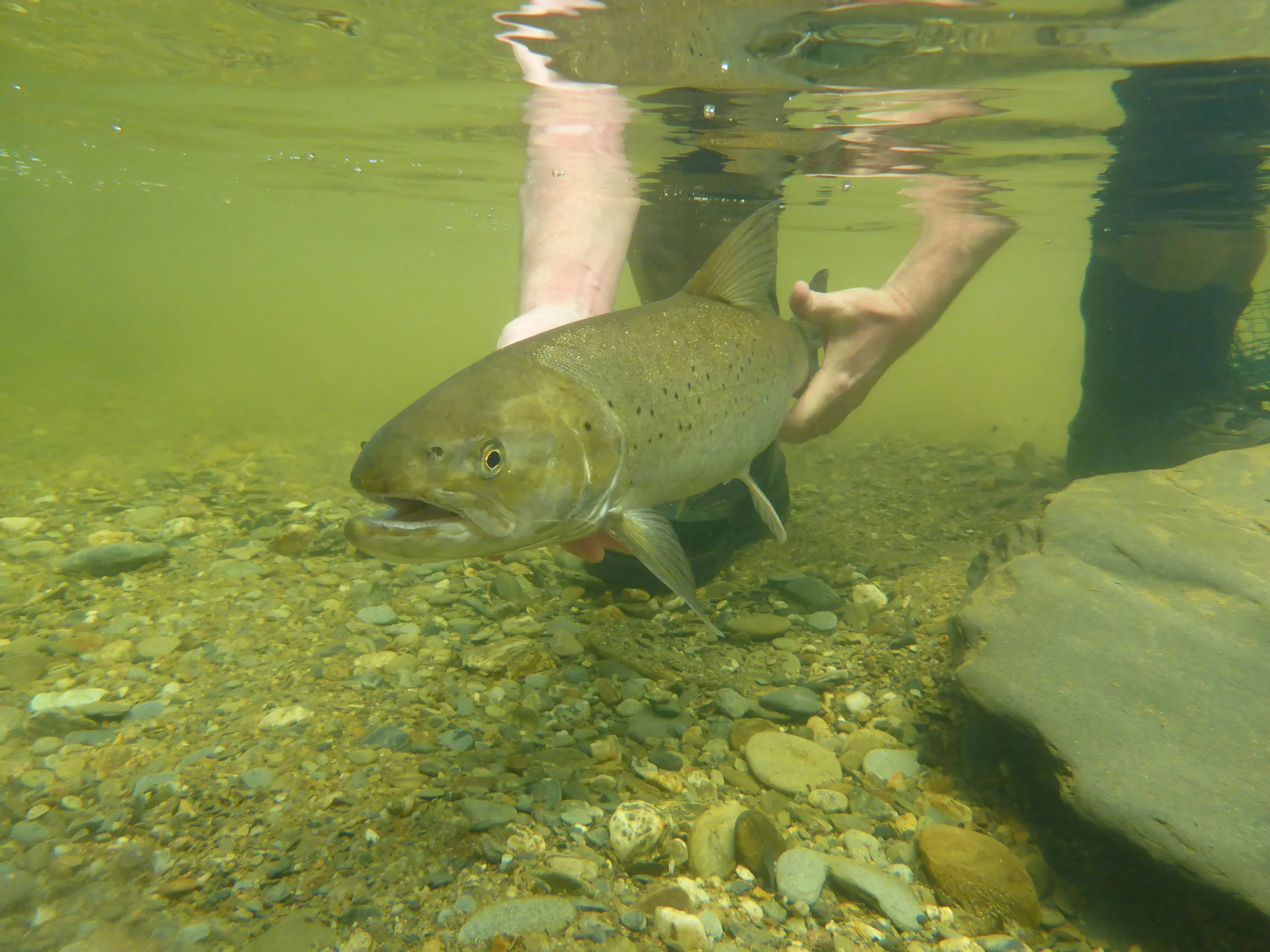 Catch & Release