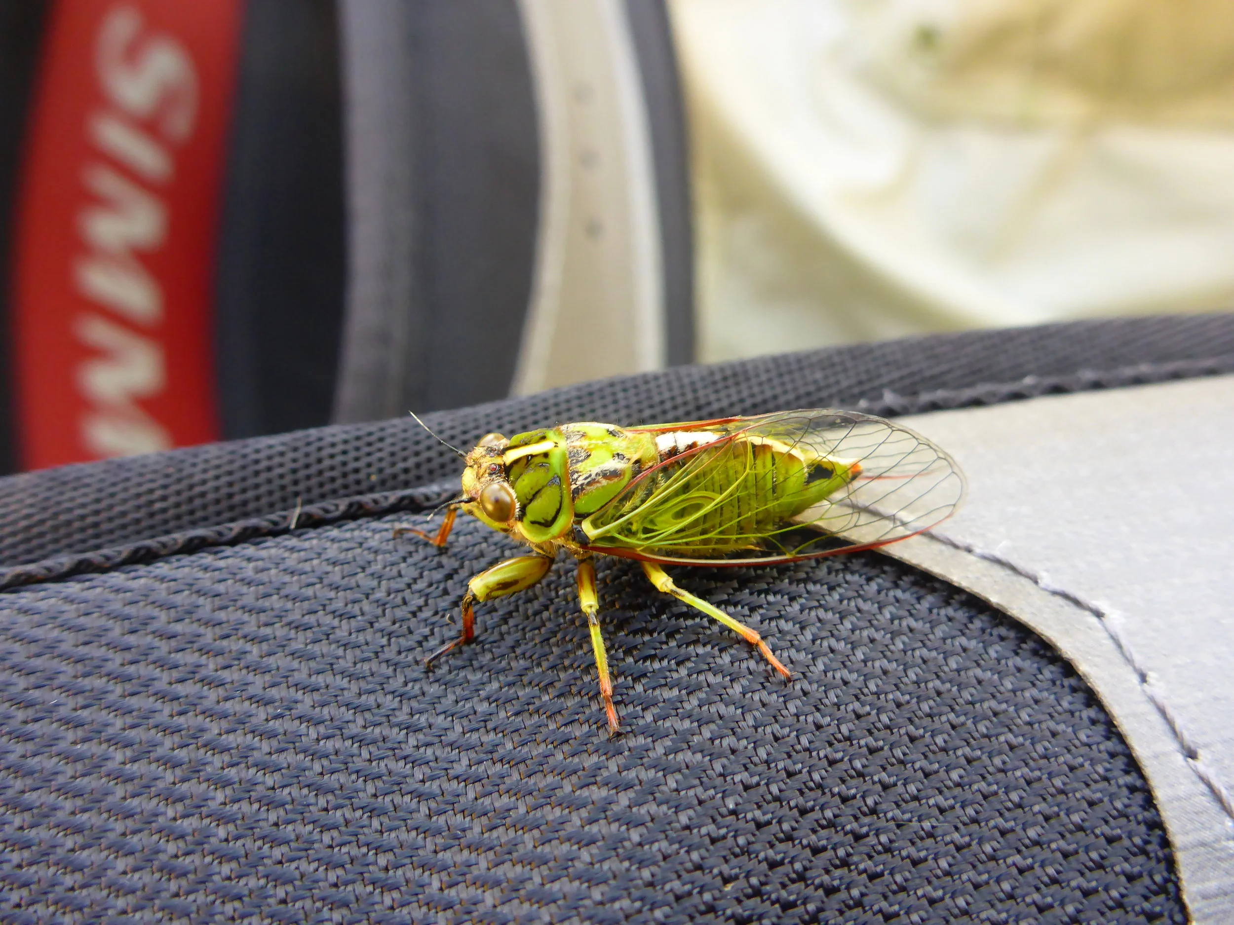 Cicada