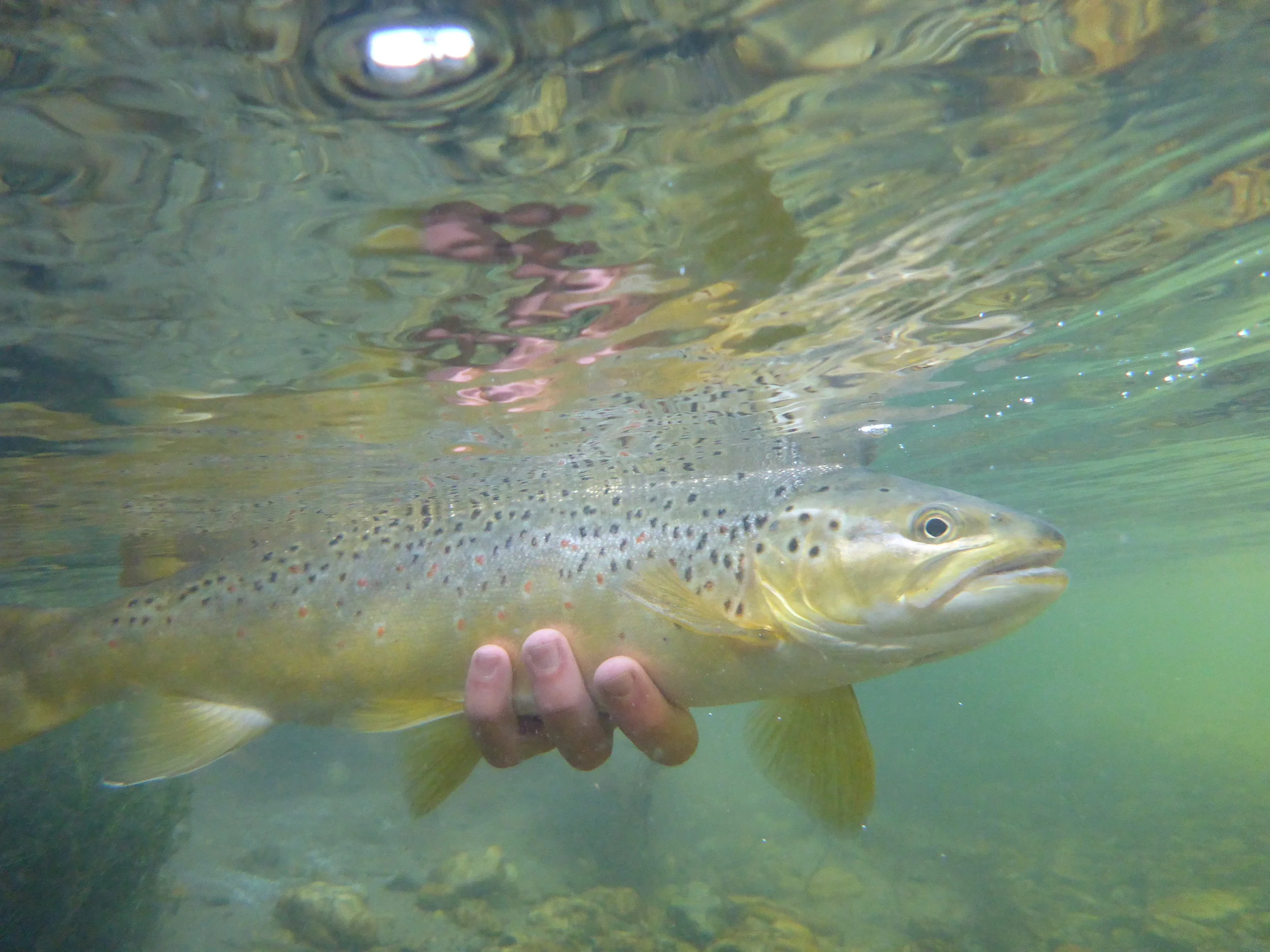 Catch and Release...