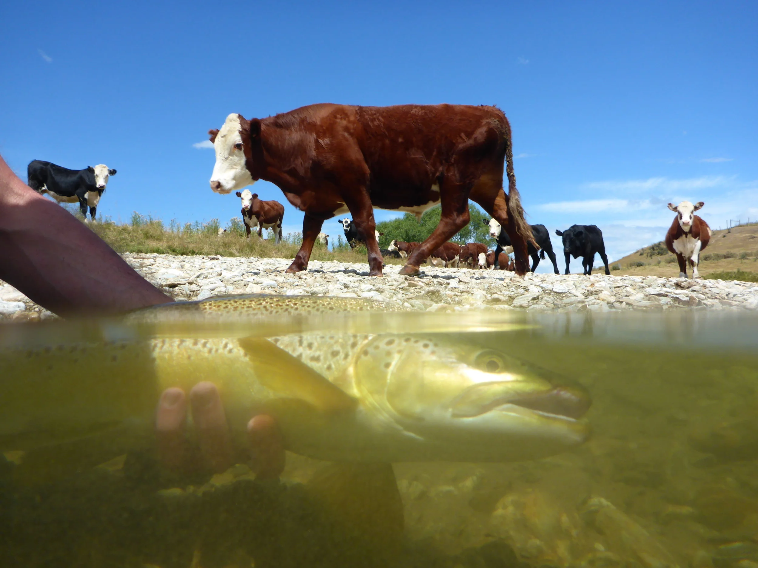Trout and bulls..