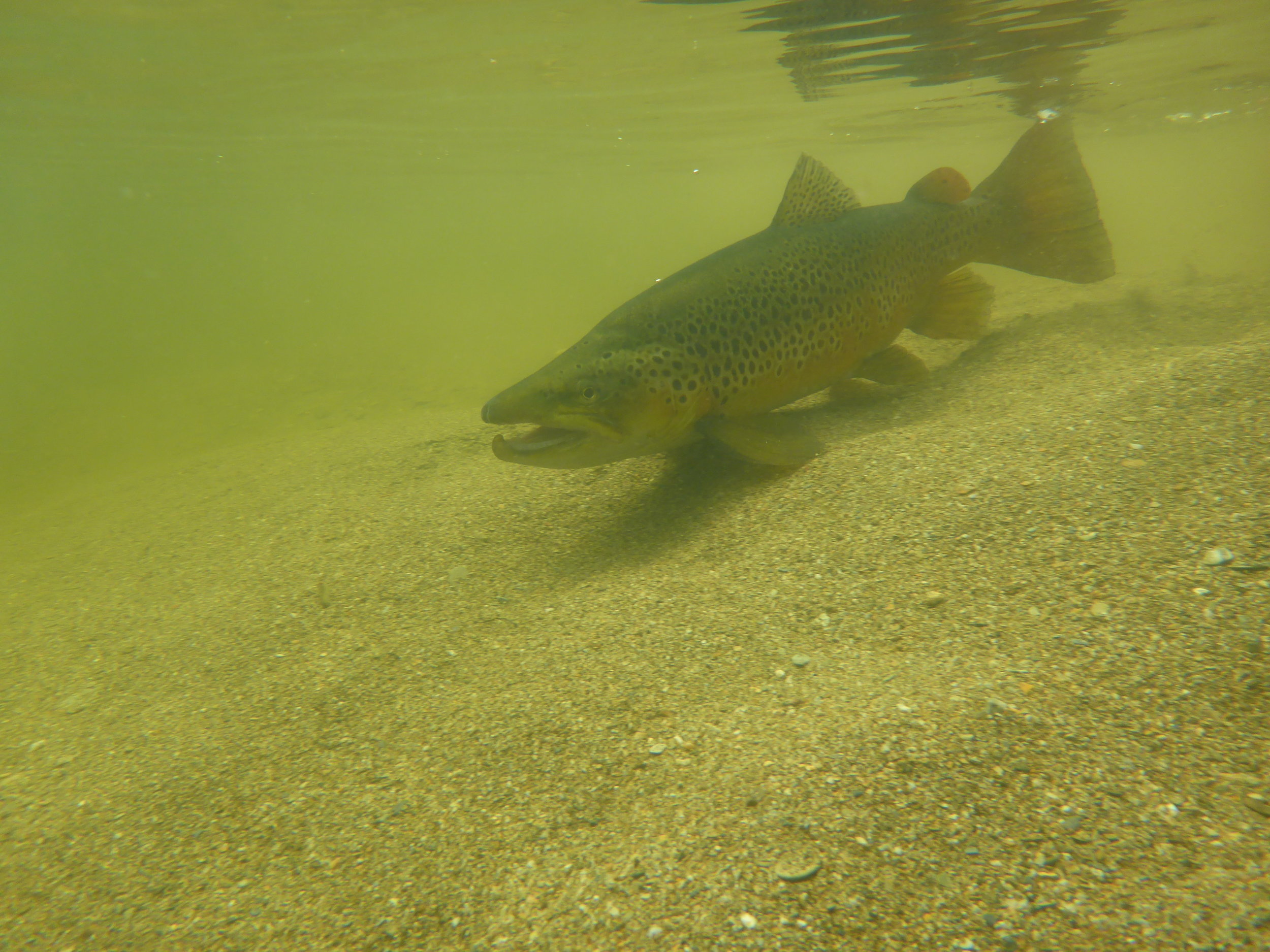 Back to eat more nymphs!