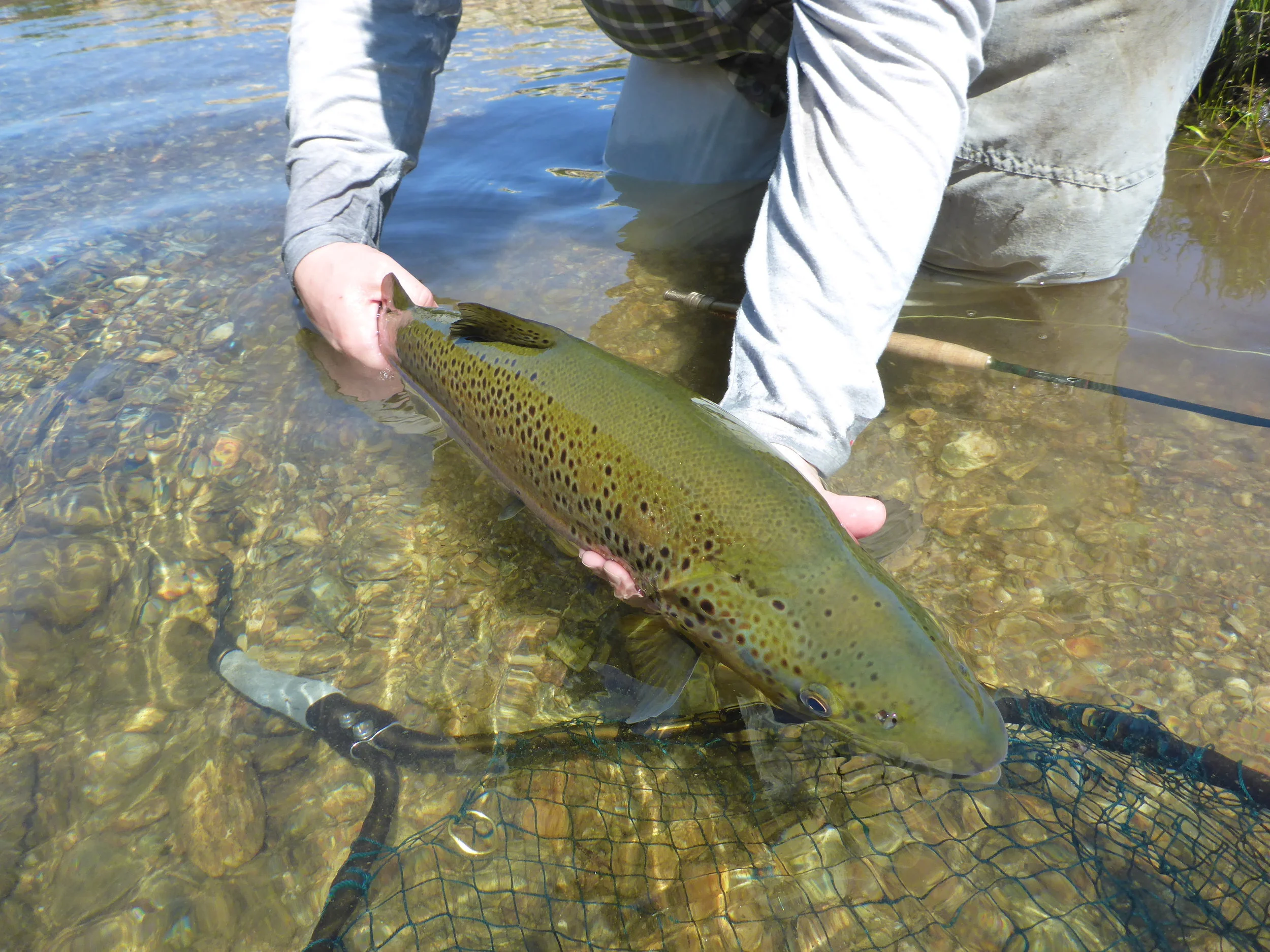 What a shoulder!! Perfect condition, big NZ trout..