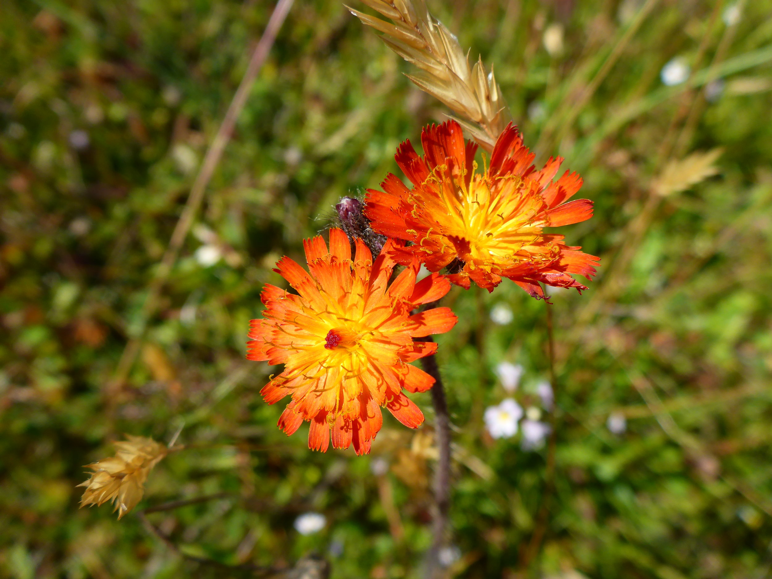 Orange Hawkweed..