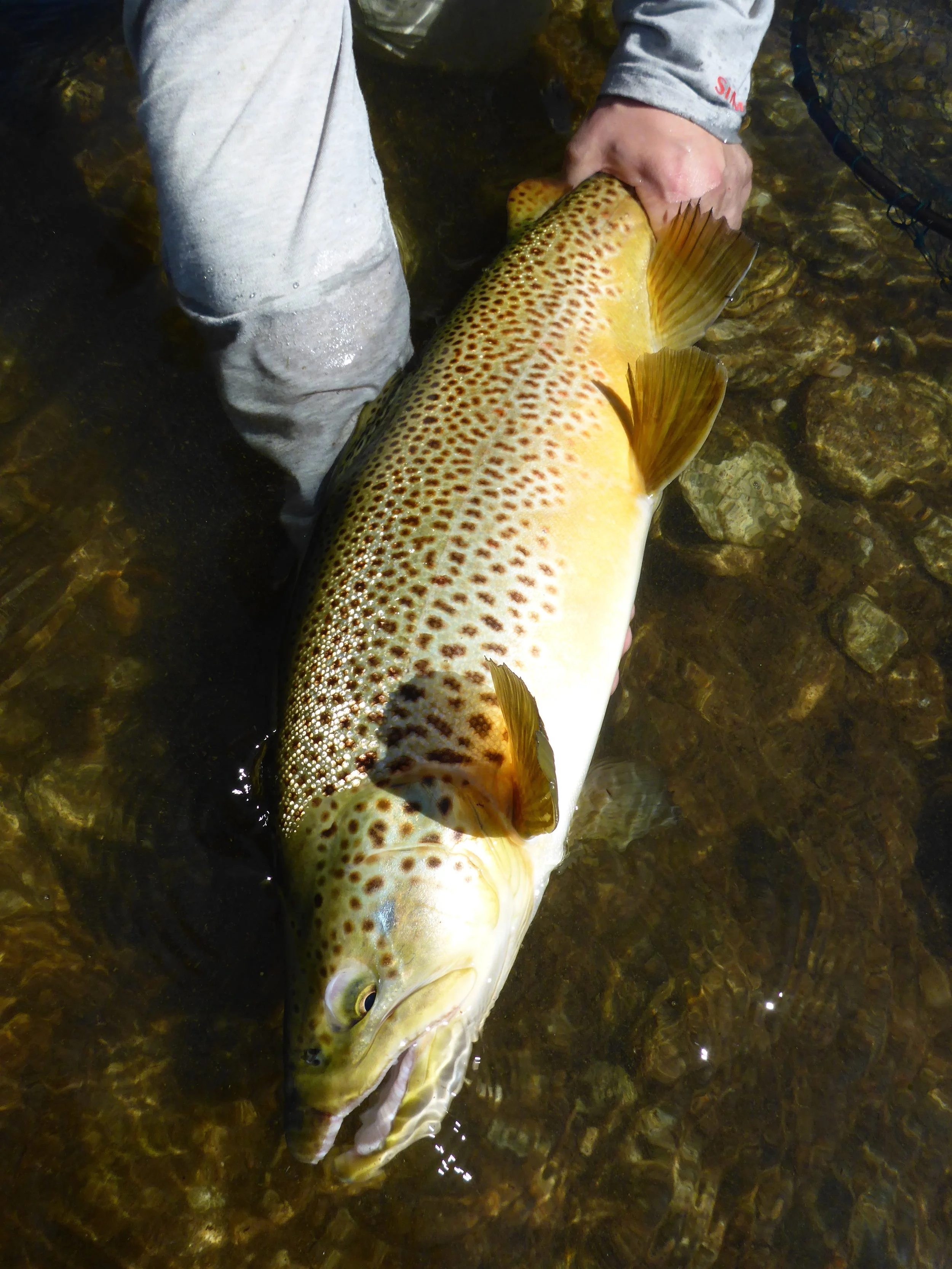 They don't come much prettier..