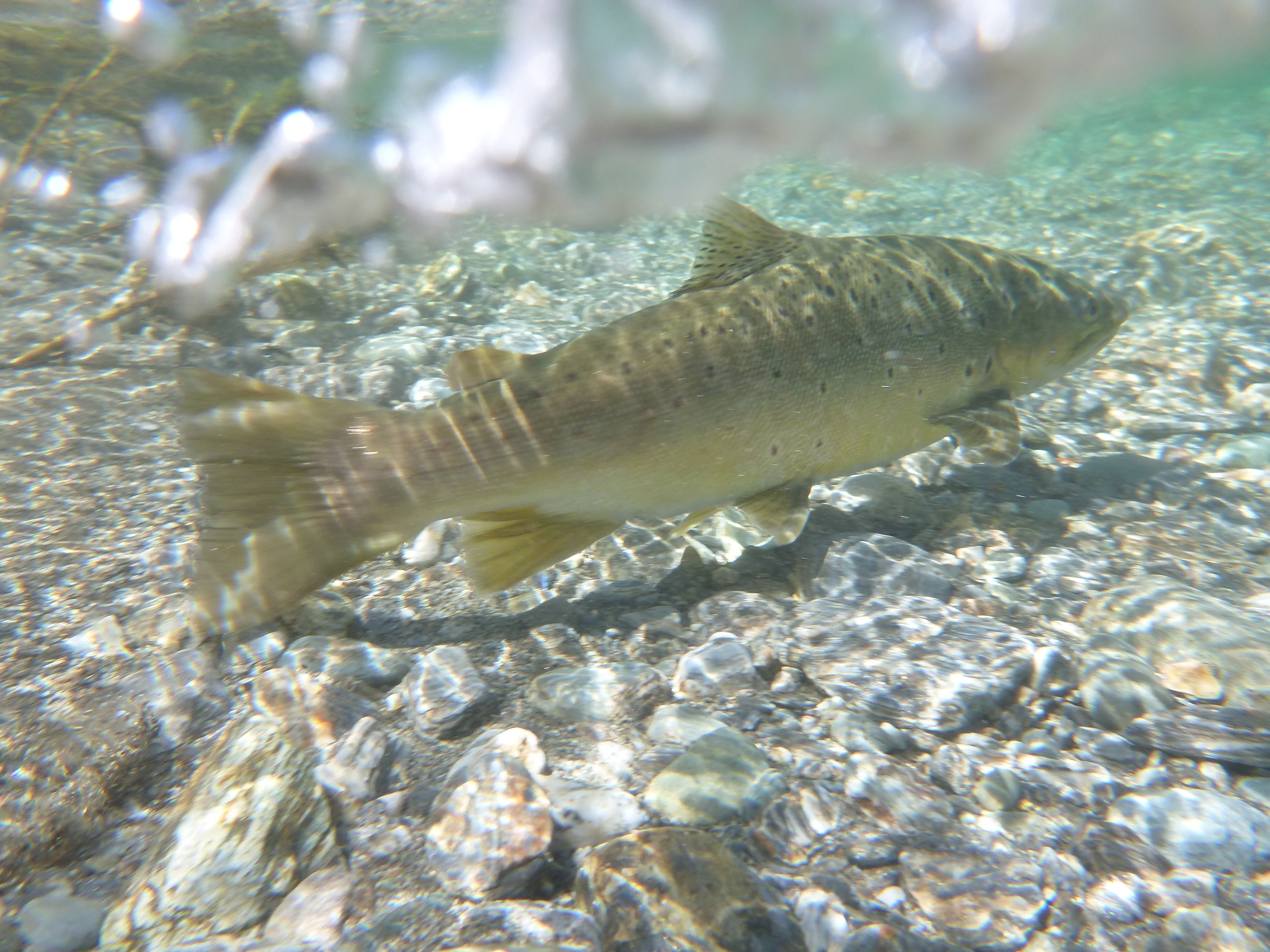 A big west coast brown swims away..