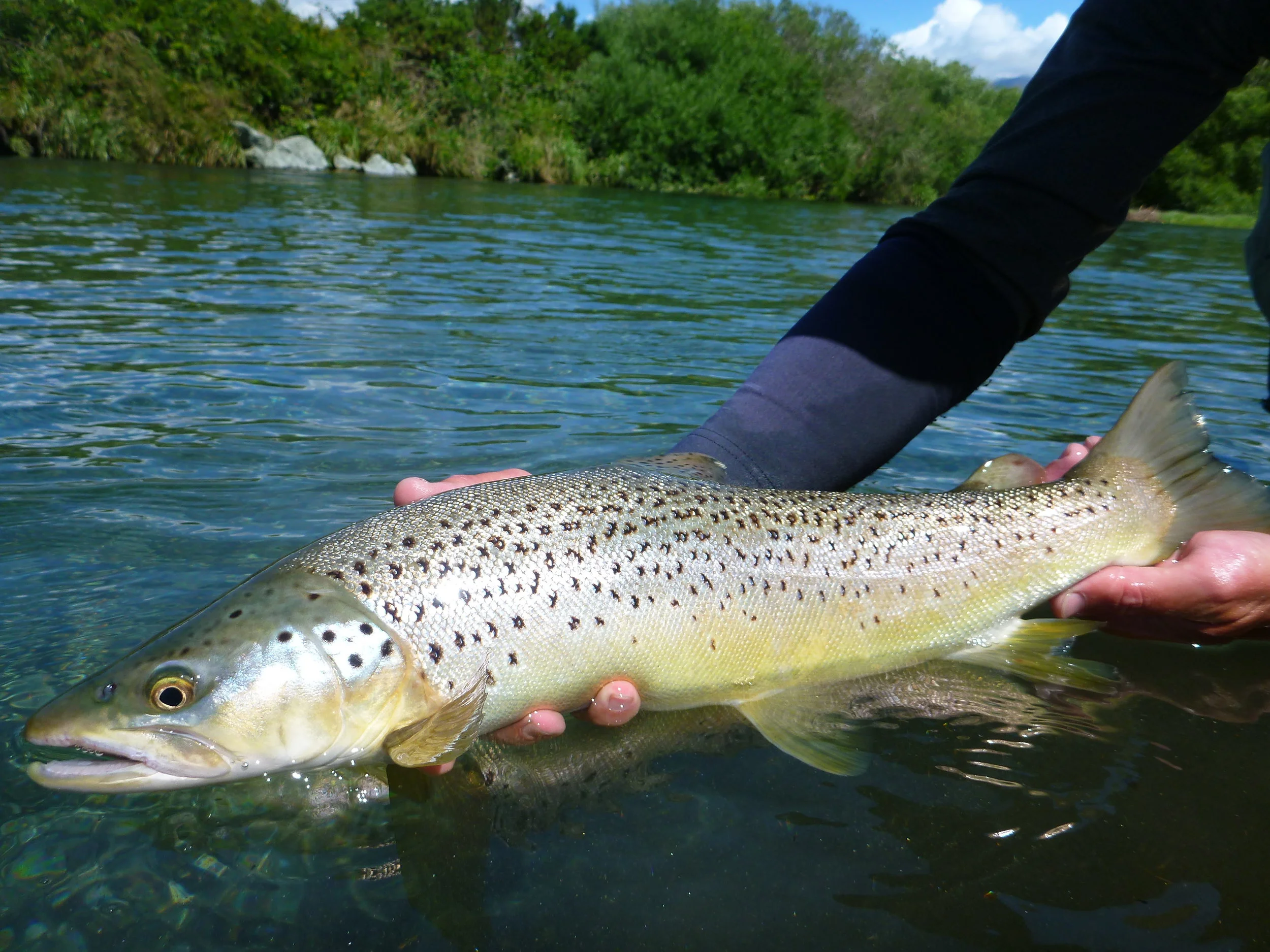 West Coast brown trout..