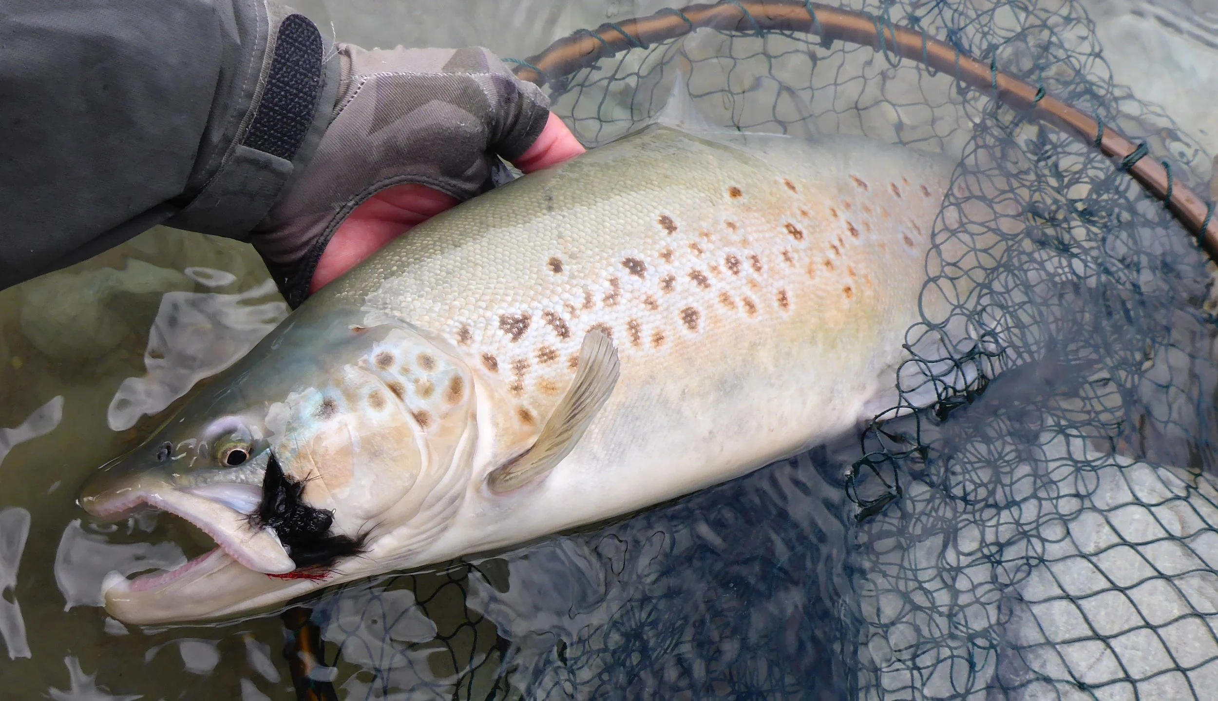 One of the nicest fish I saw last season!