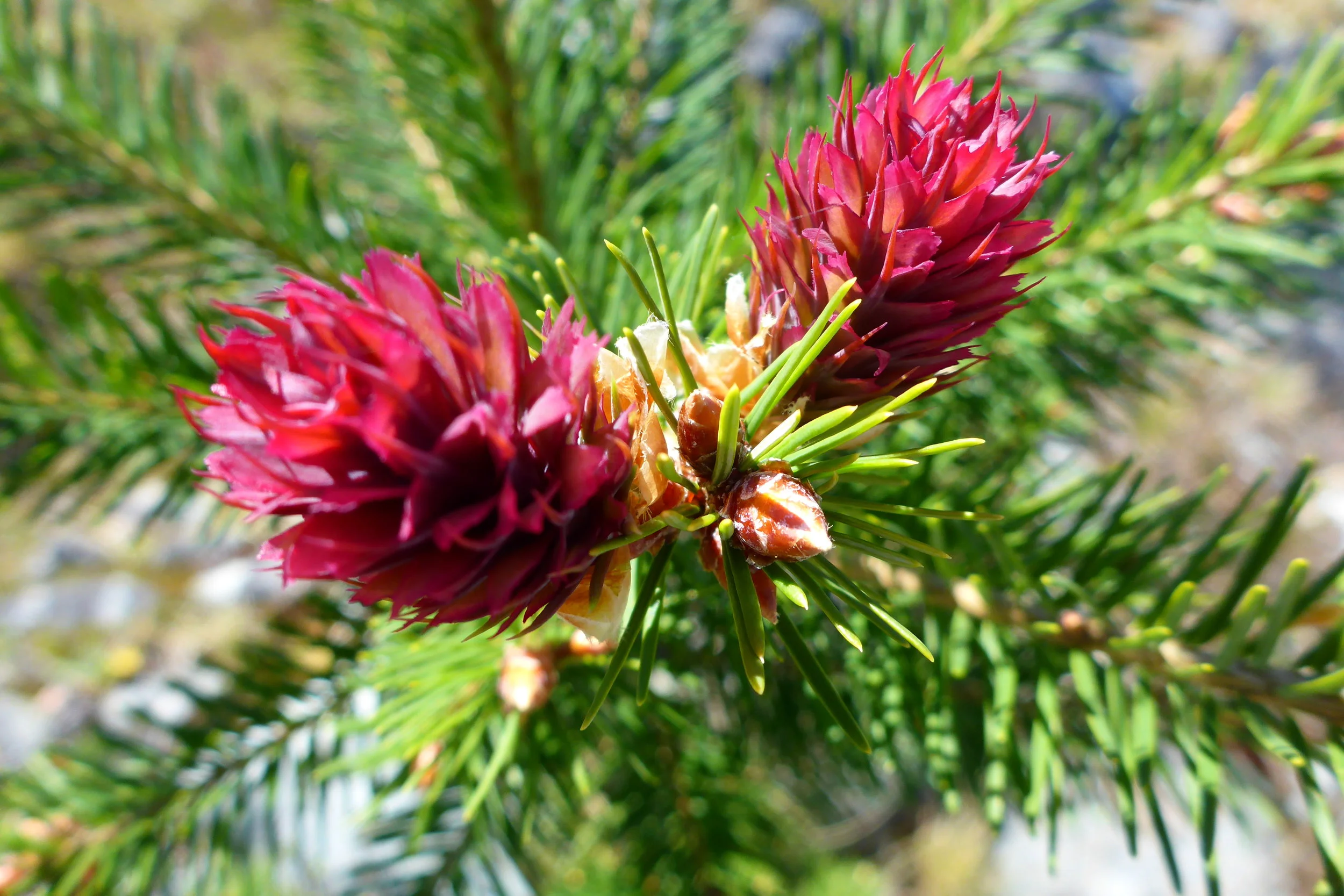 Pine..