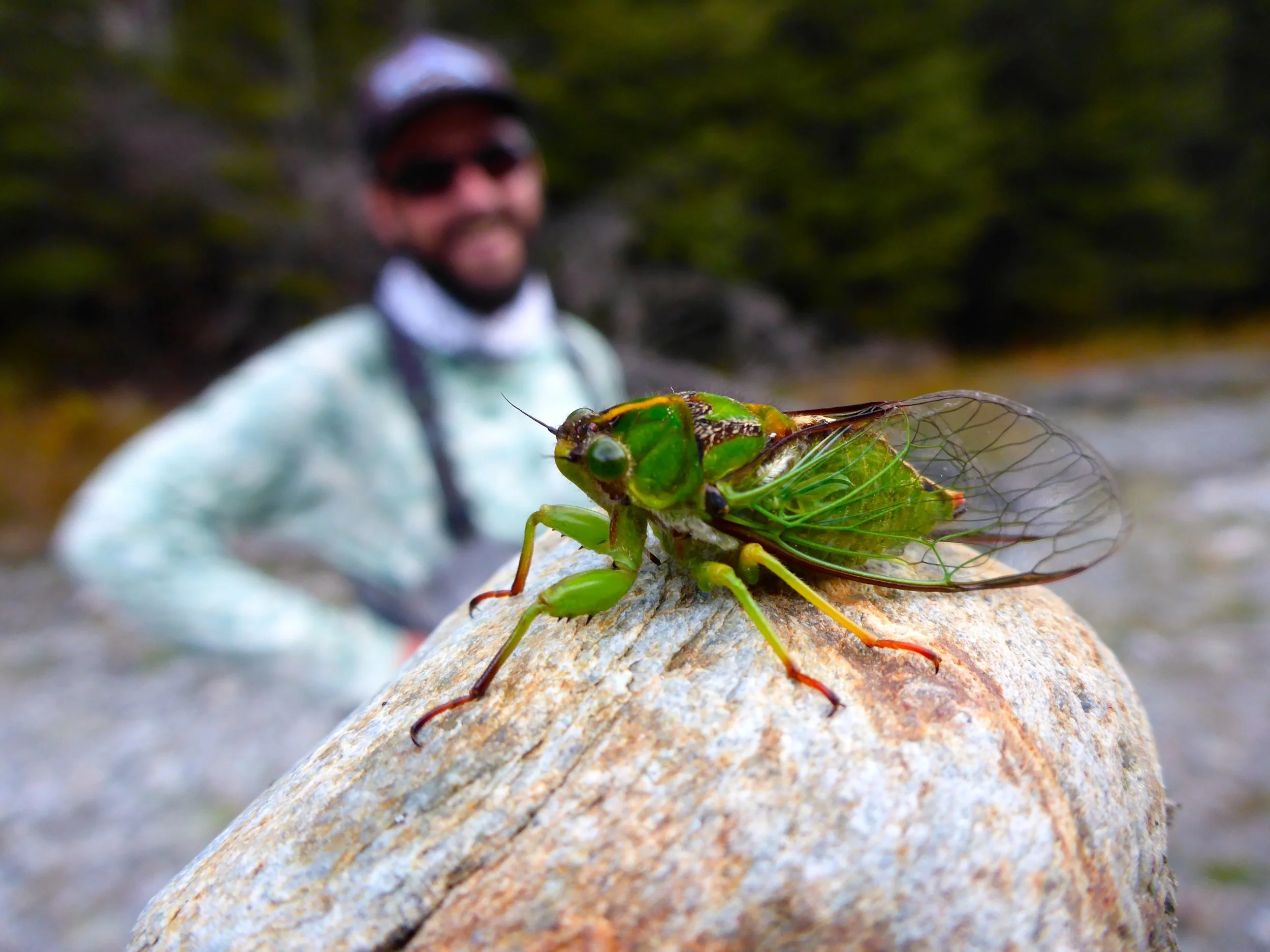 Cicada..