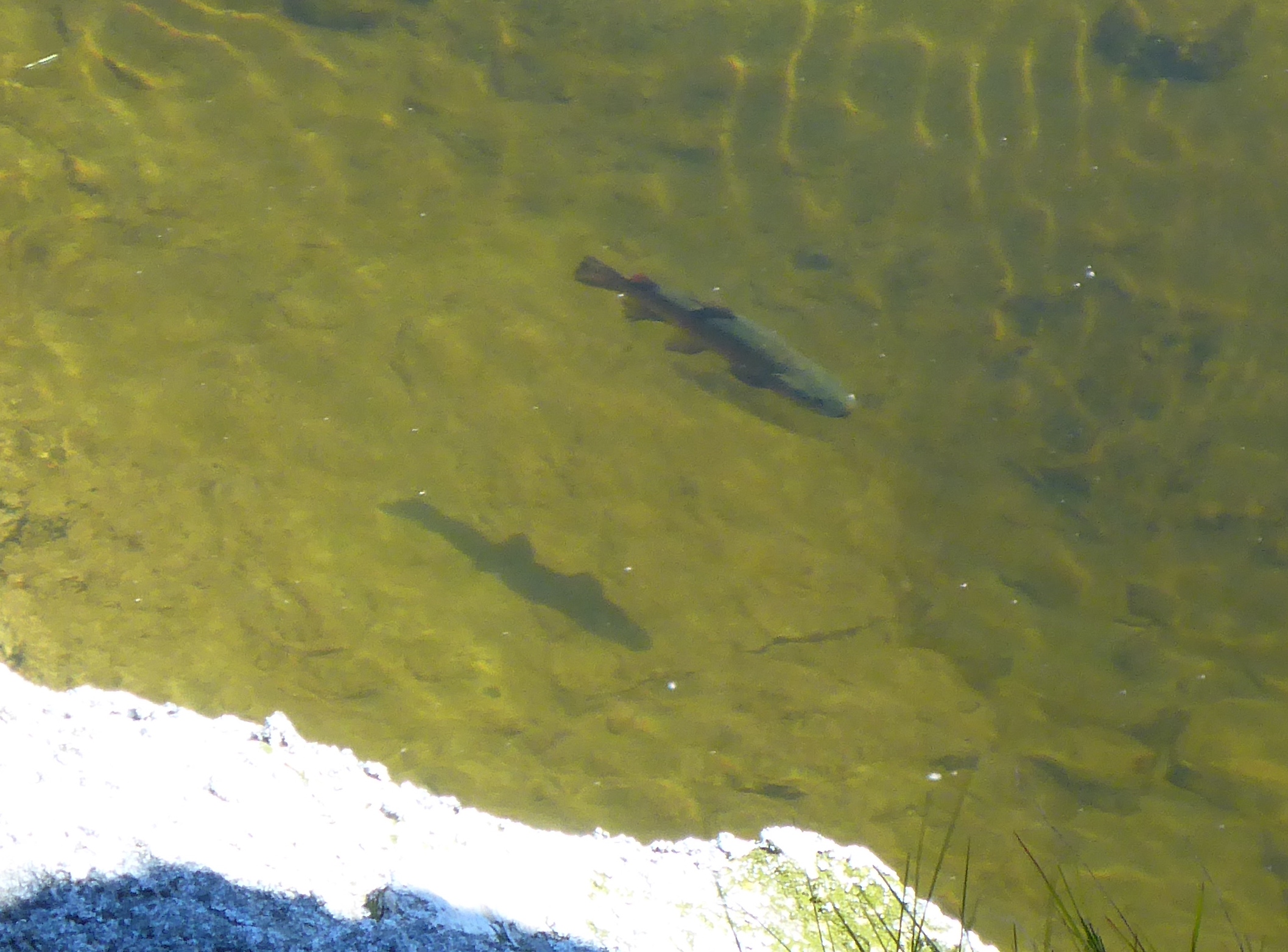 Old Split-Fin lives!!