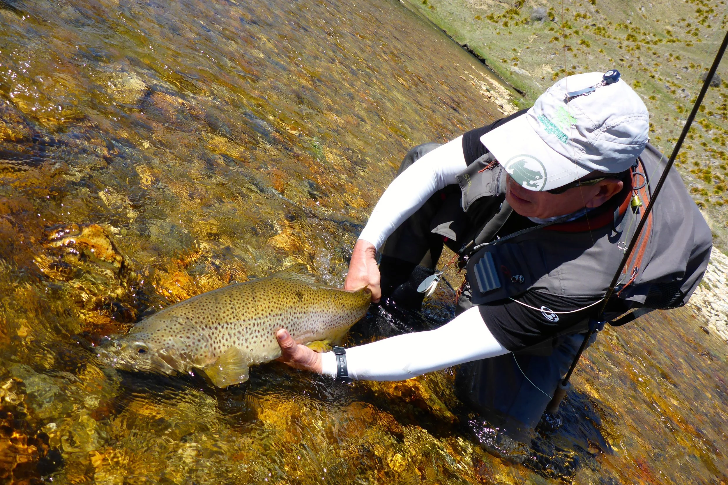 A large brown swims away..