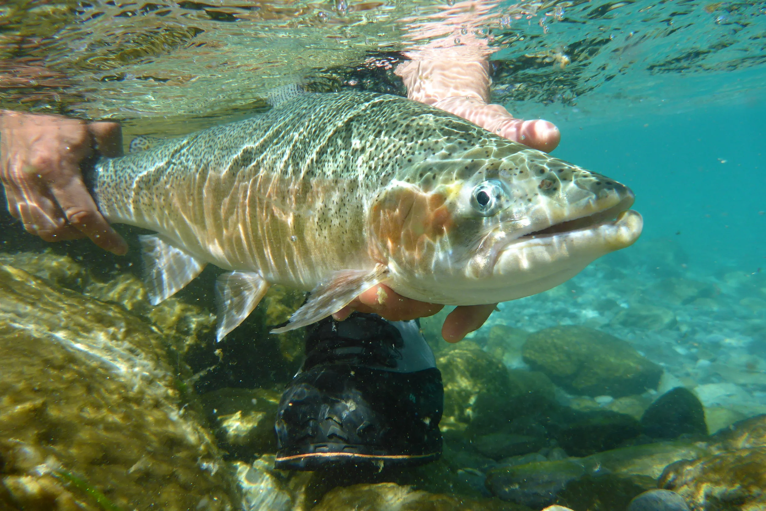 A 6lb Otago rainbow..