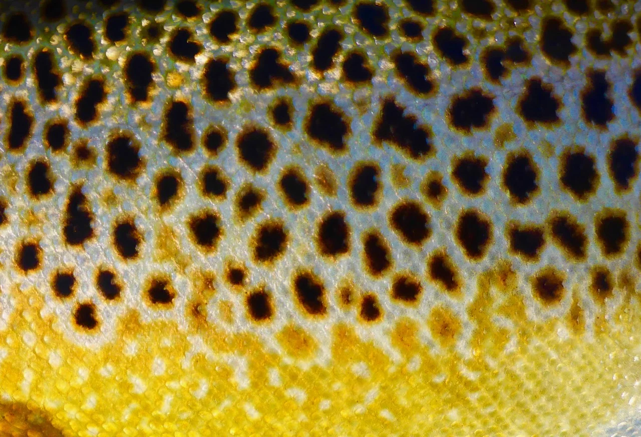 Beautiful brown trout..