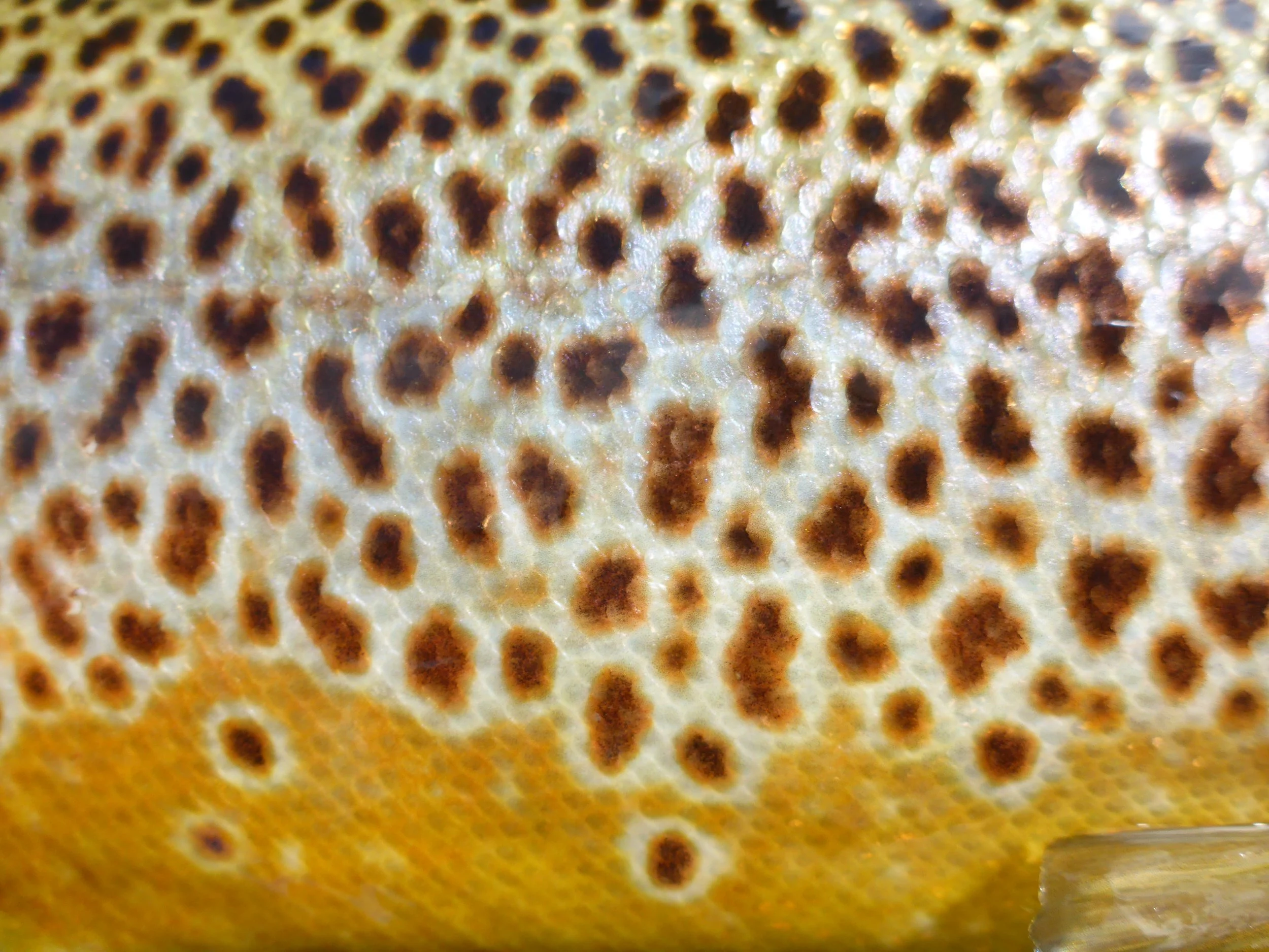 Brown trout skin.