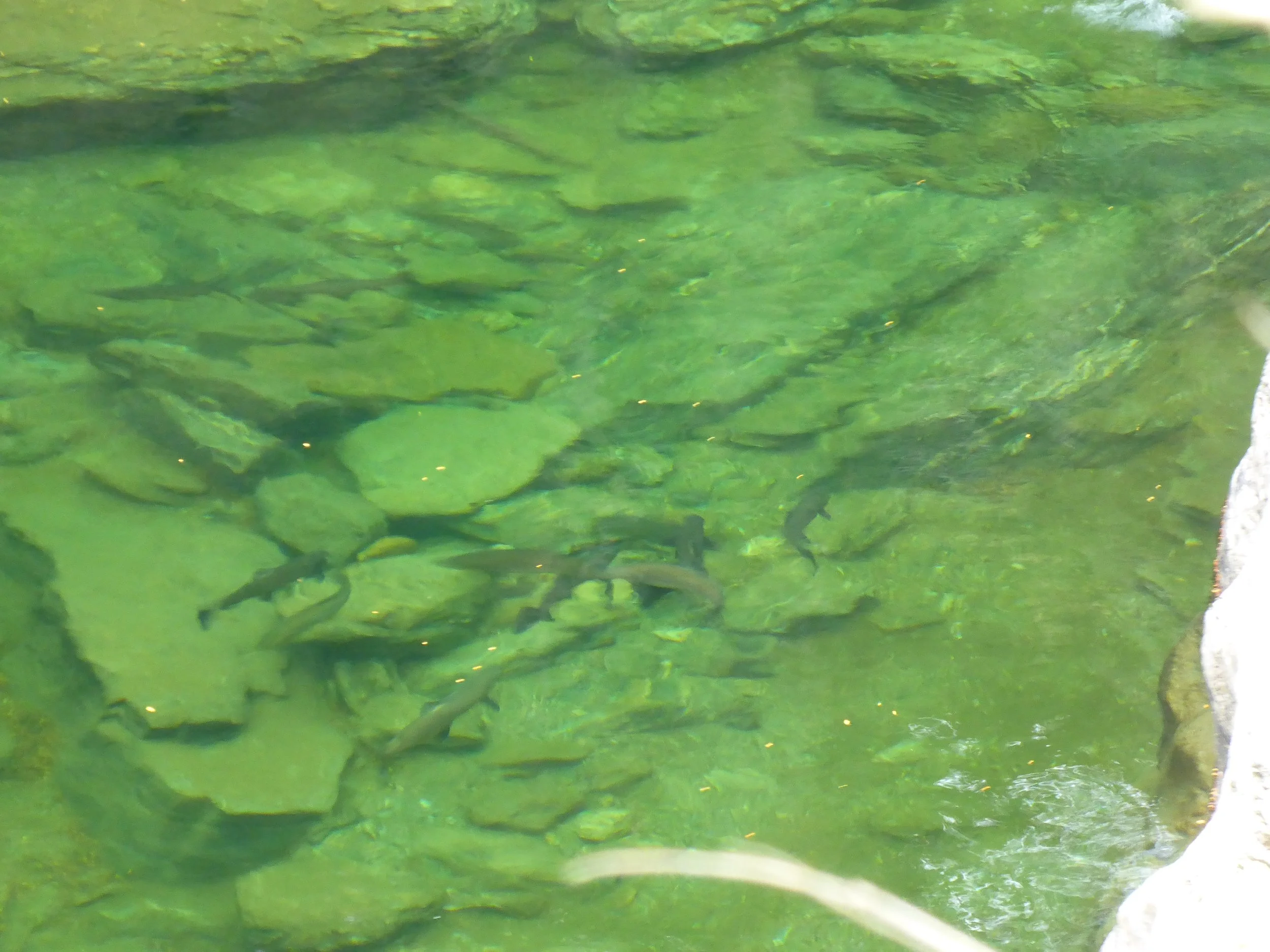 Seatrout!