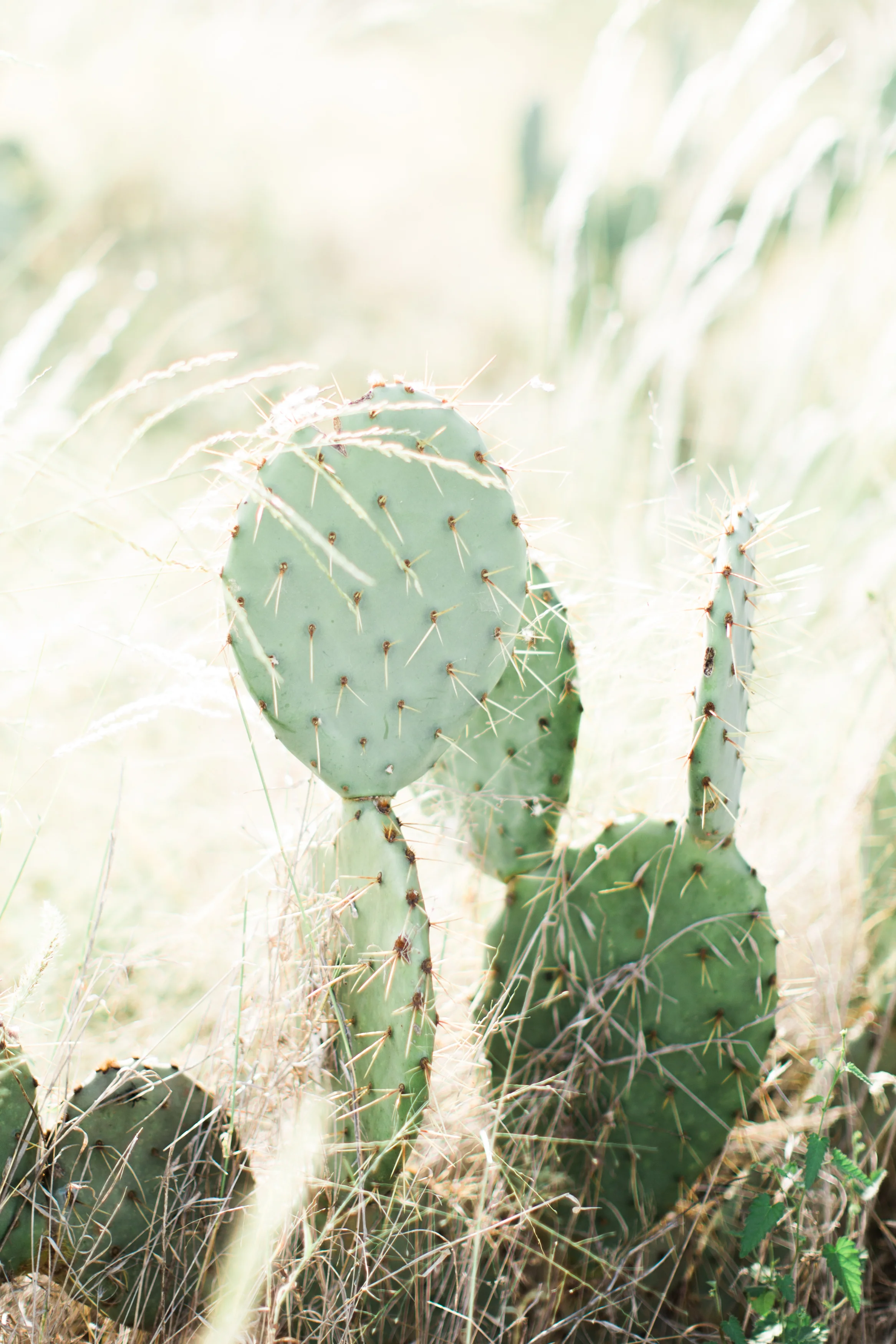 San Antonio Wedding Photographer