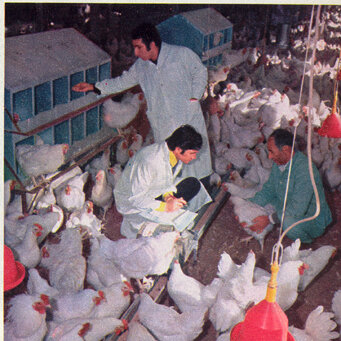 chickfarm1.JPG
