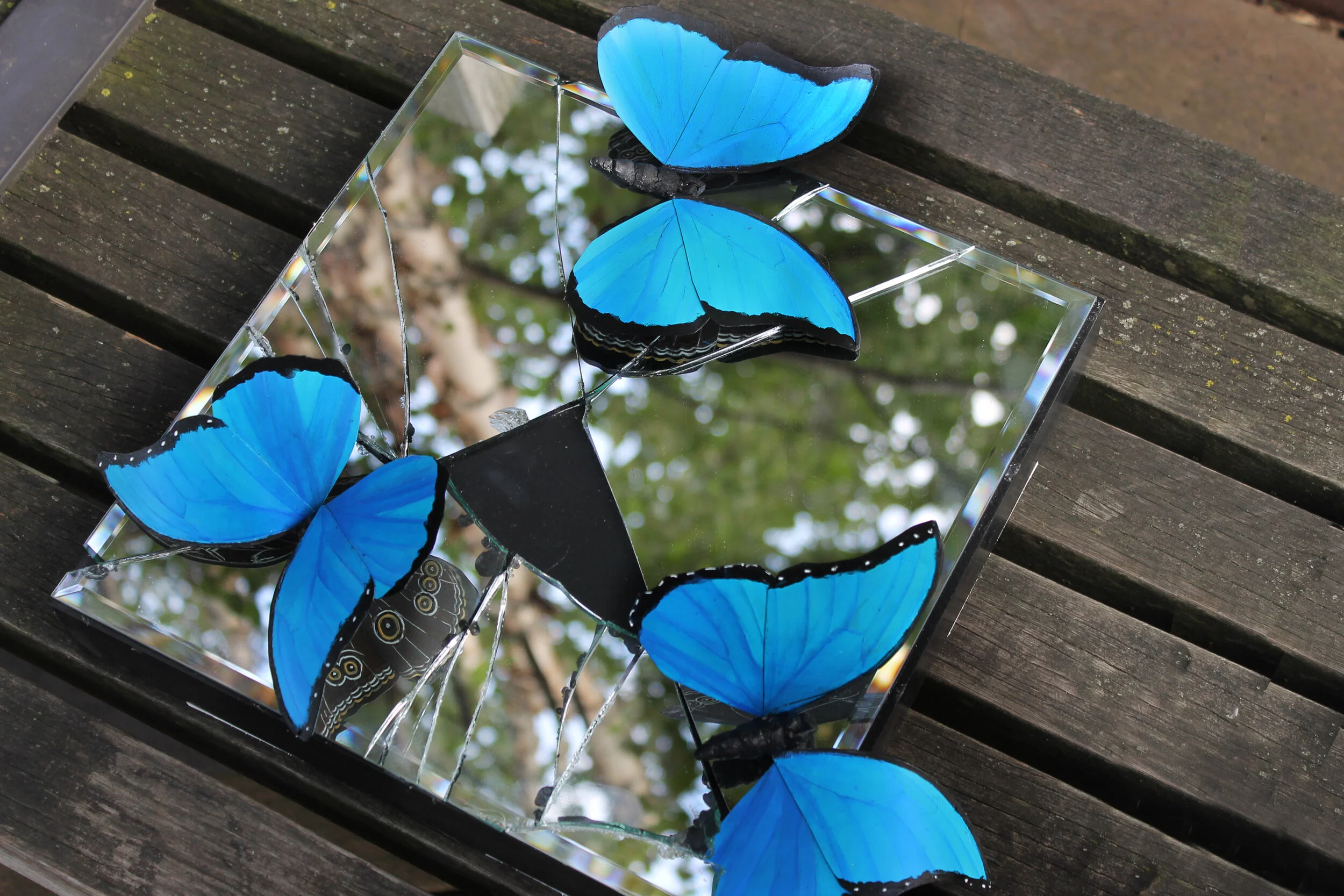 butterfly0101.jpg