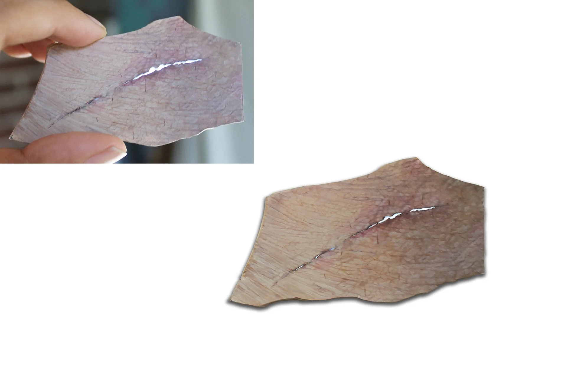 Zeta_Point of Entry Series_Scar from a Political Protest.jpg