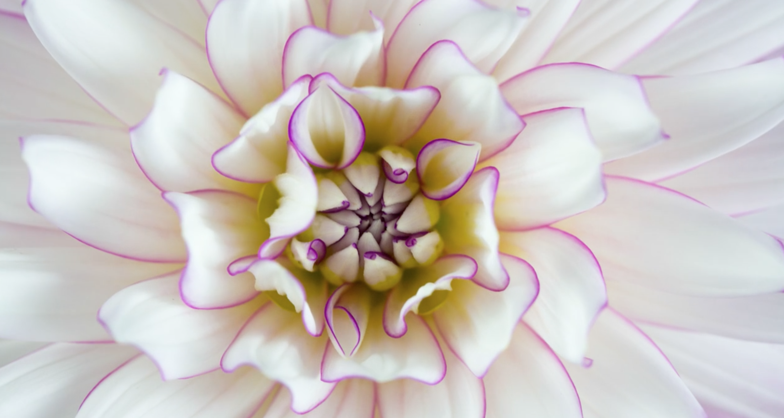 Screen Shot 2020-12-15 at 1.26.08 AM.png