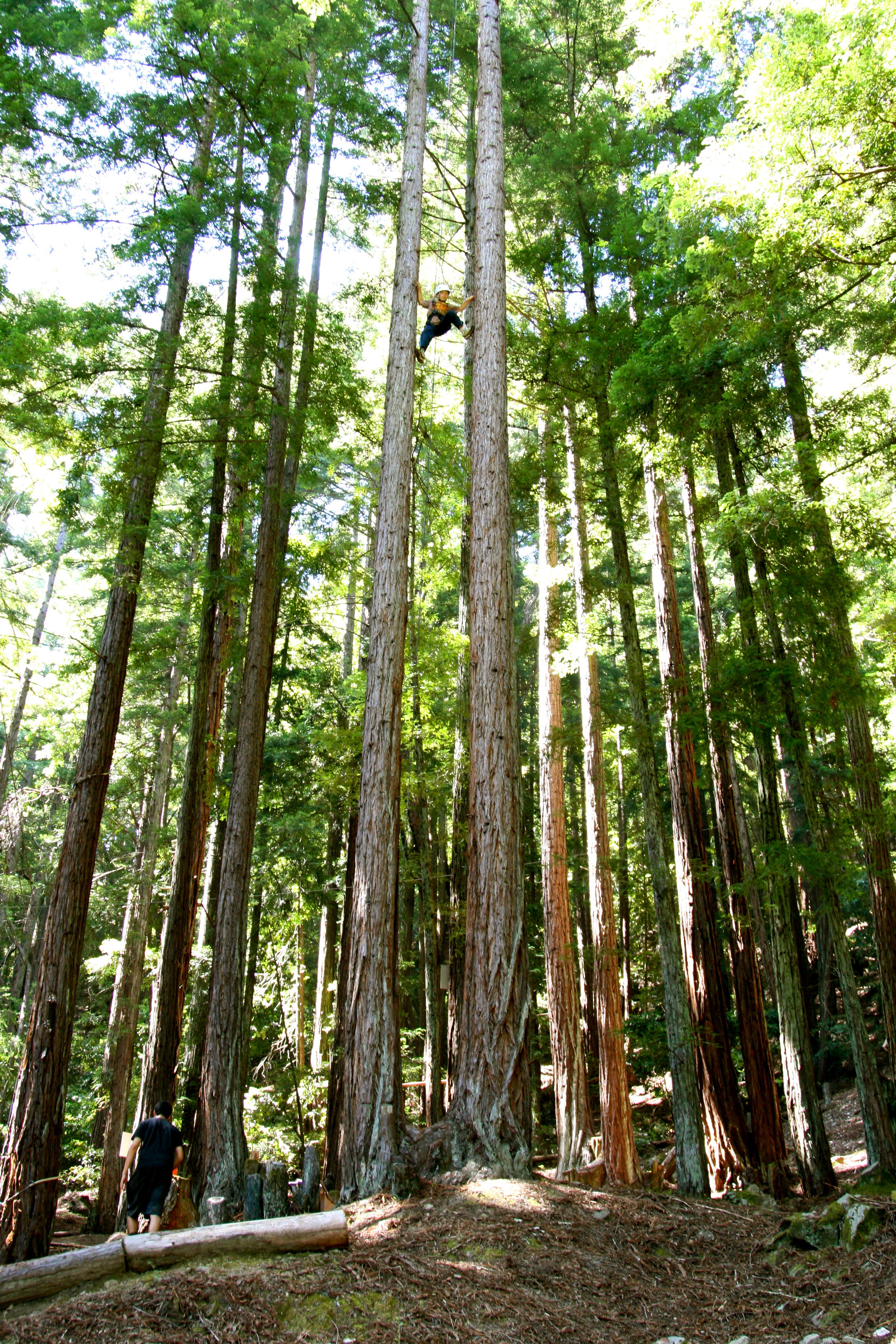 Tree Climb