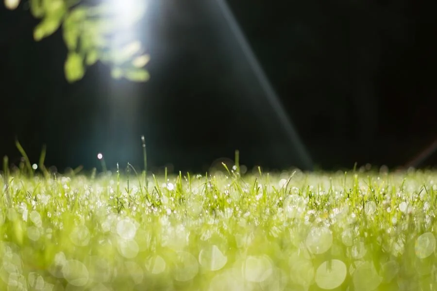 A Simple Lawn Care Calendar to Follow in 2021